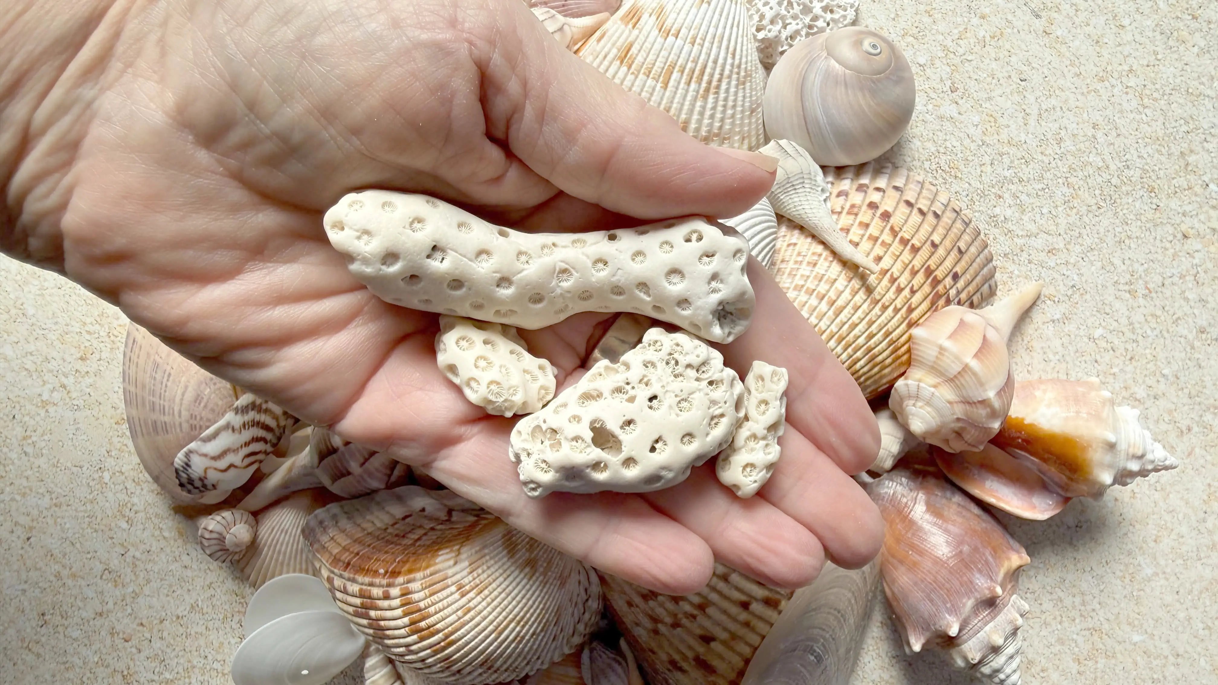 Hand holding a found piece of coral, revealing organic marine structure and natural texture