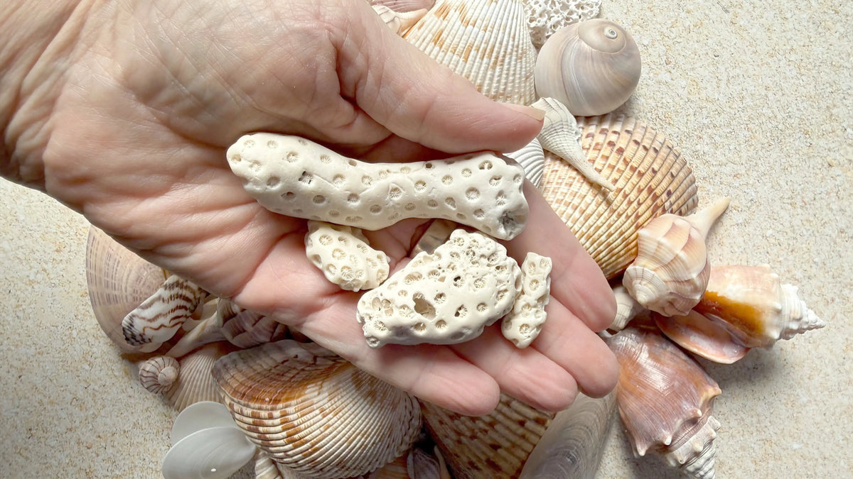 Hand holding a found piece of coral, revealing organic marine structure and natural texture