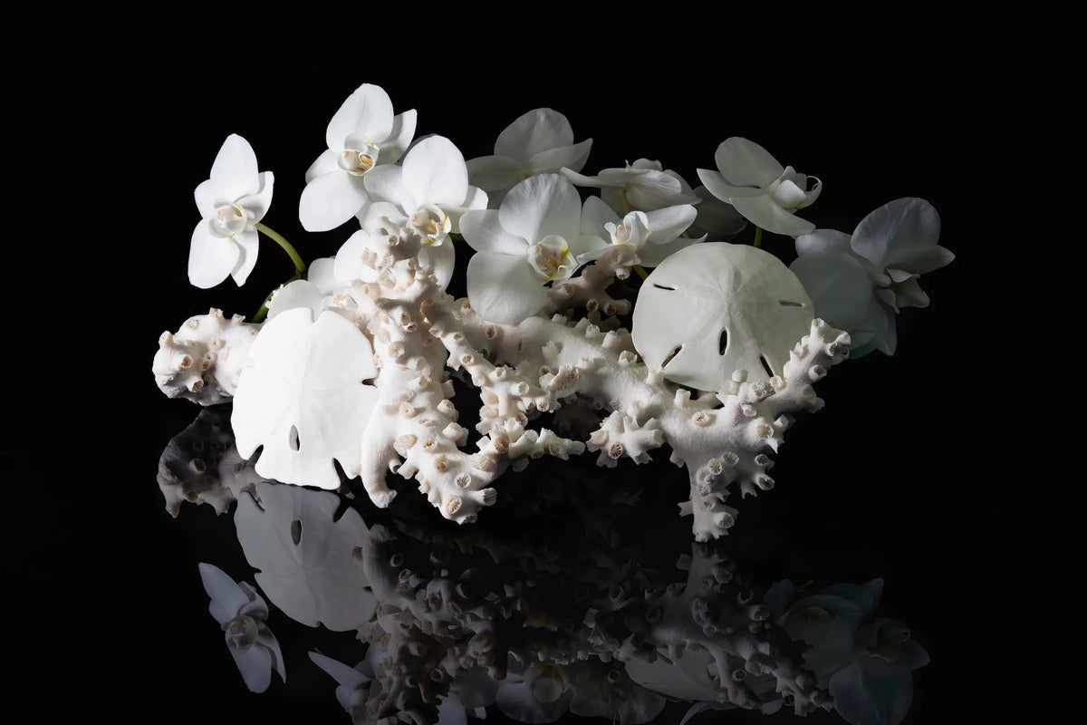 Coastal sand dollar glass wall art with coral and white tones — symbol of peace, renewal, and the sacred geometry of the sea.