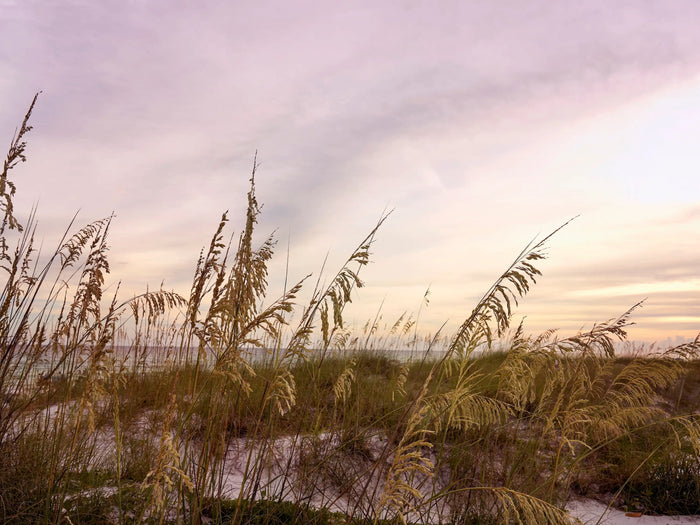 Golden-brown sea oats along Gulf Coast dunes beneath a soft autumn sky.