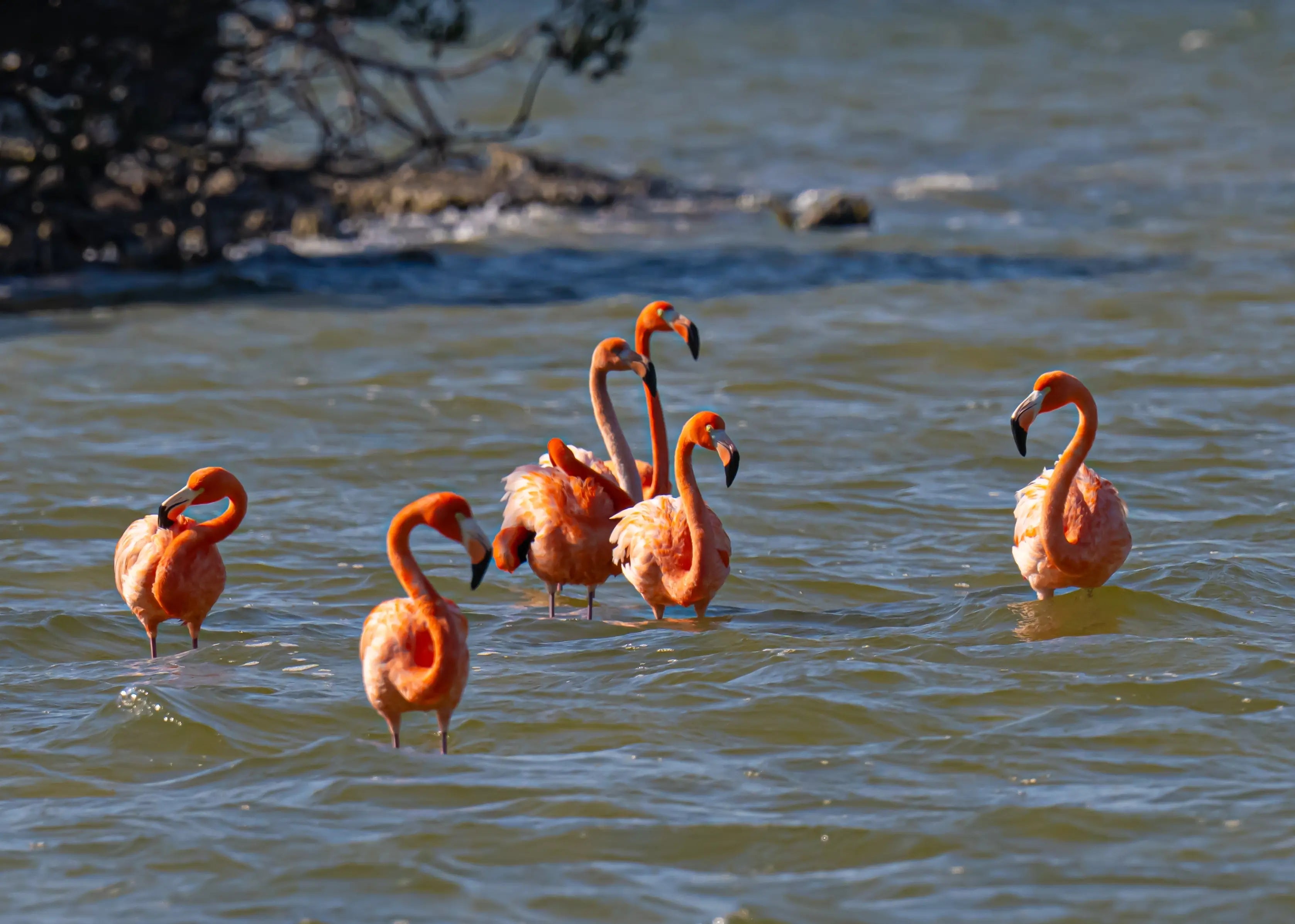 Flamingos back in Florida, standing in the waters of Merritt Island