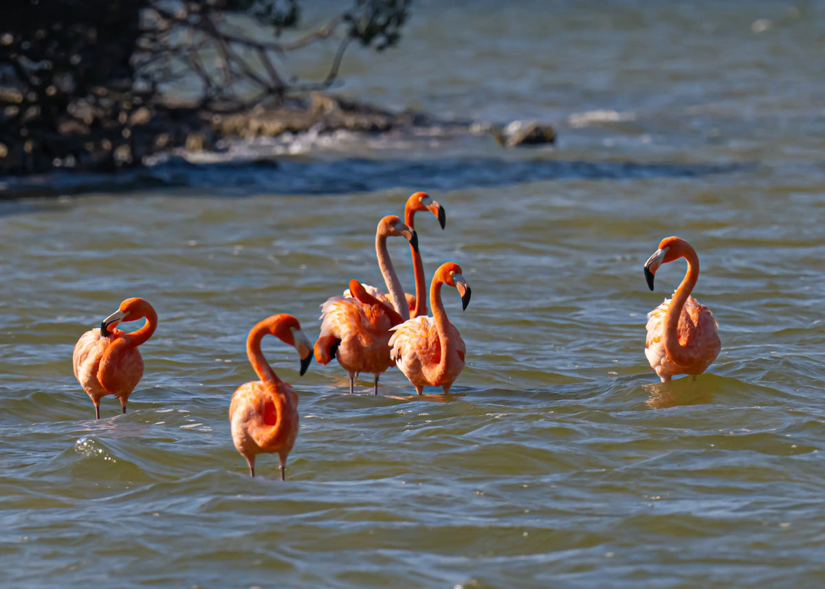 Flamingos back in Florida, standing in the waters of Merritt Island