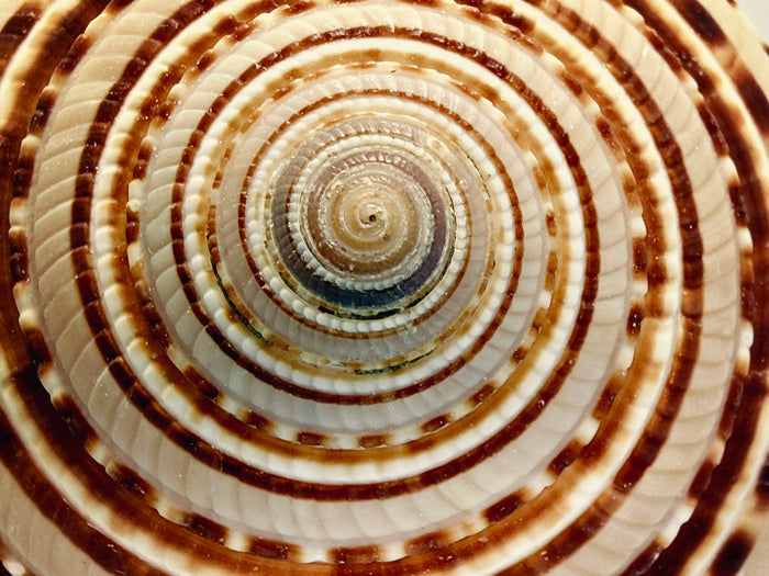 Close-up of a spiral seashell showing concentric ridges, brown-and-cream color bands, and natural growth patterns formed over time.