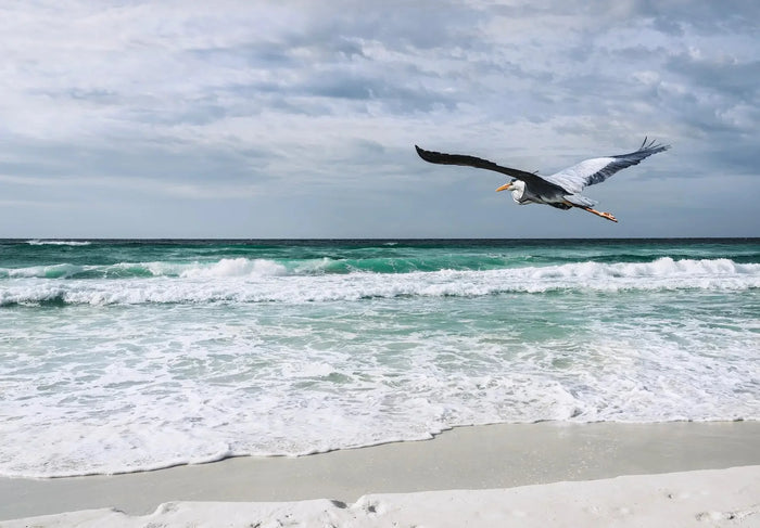Great Blue Heron flying over Henderson Beach waves glass print for coastal Feng Shui