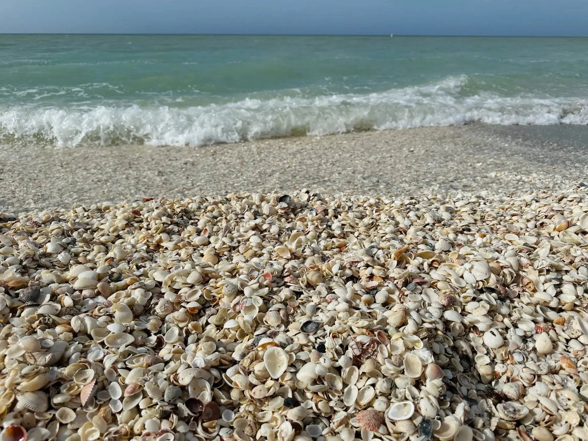 Sanibel Island Beach with piles of seashells_Echoes of the Sea