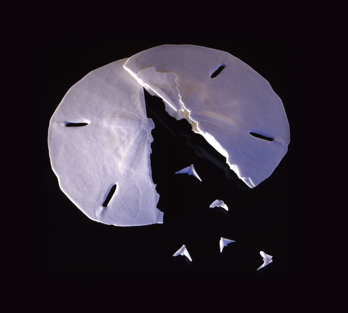 Broken Keyhole Sand Dollar showing the Legend of the Sand Dollar