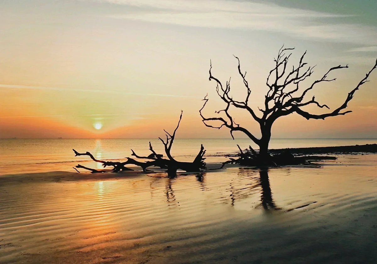 Bleached driftwood on Jekyll Island shoreline at sunrise, inspiration for Echoes of the Sea coastal glass prints.