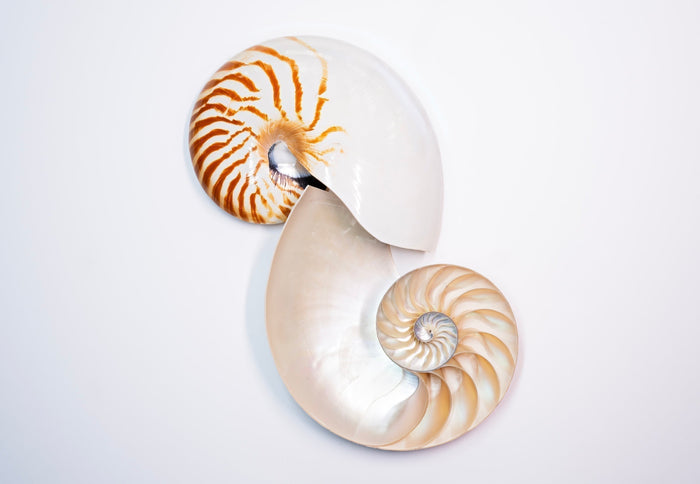 Nautilus shell close-up displaying the Fibonacci spiral pattern, symbolizing harmony, balance, and natural geometry in coastal-inspired design.