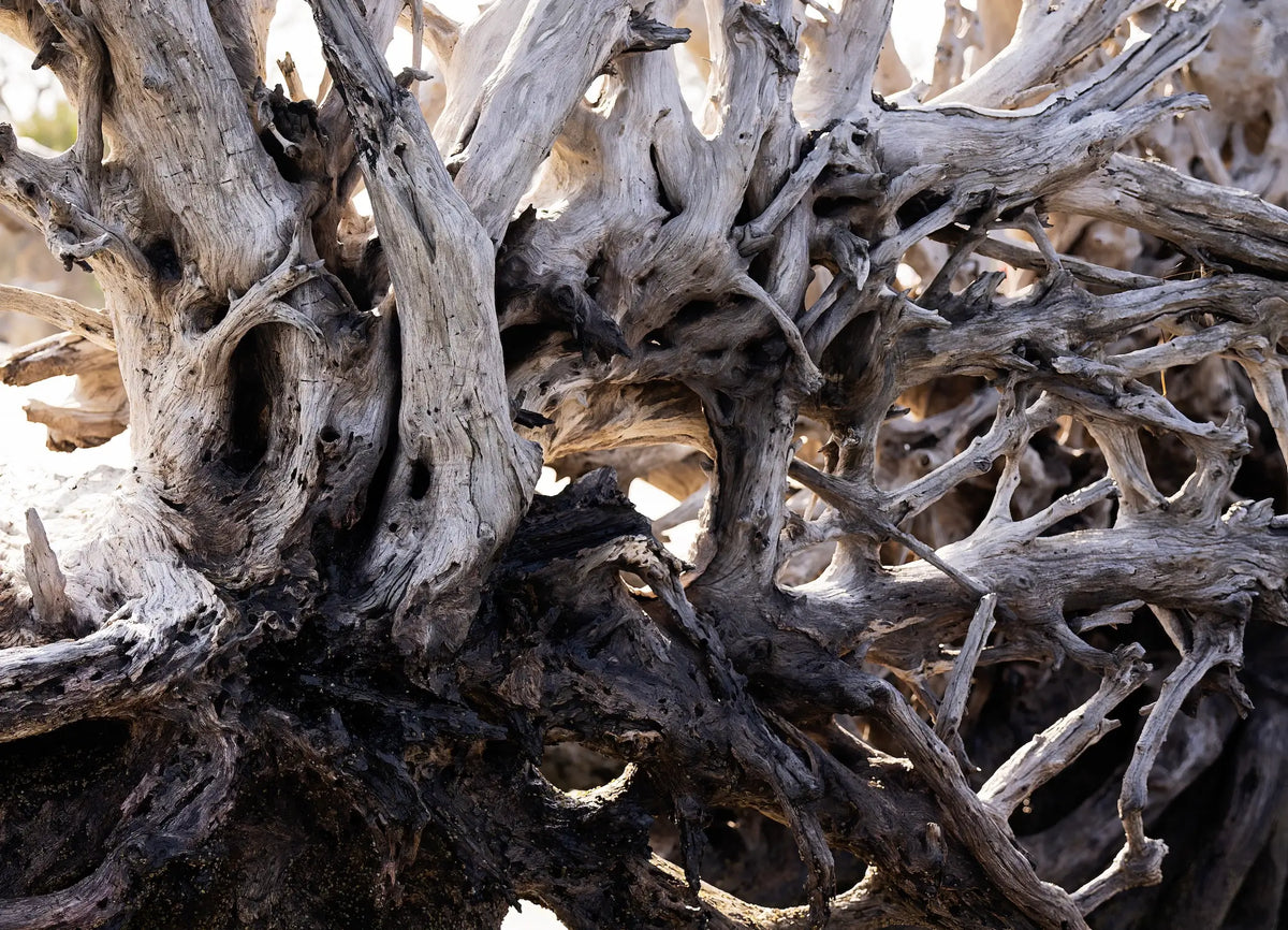 Jekyll Island driftwood close up for texture, coastal Feng Shui