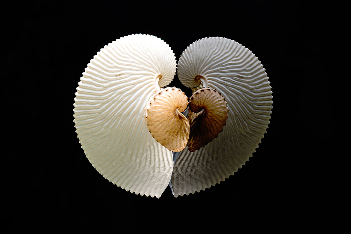 Nautilus spiral meaning reflected in fine art photograph of two Paper Nautilus shells forming a heart-shaped reflection.