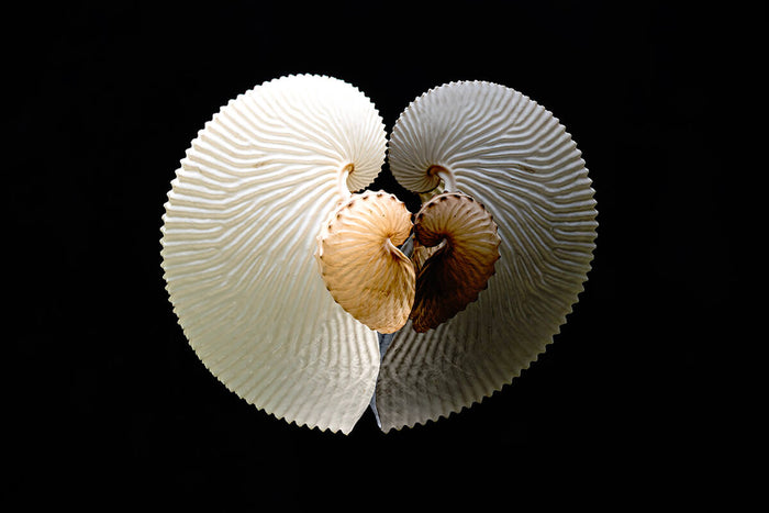 Nautilus spiral meaning reflected in fine art photograph of two Paper Nautilus shells forming a heart-shaped reflection.