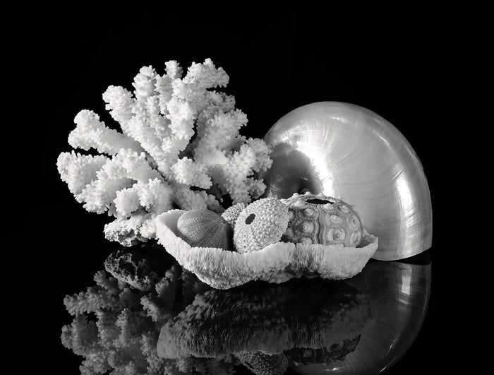 Black-and-white coastal still life featuring a pearl nautilus shell, coral, and textured sea urchin shells against a dark background.