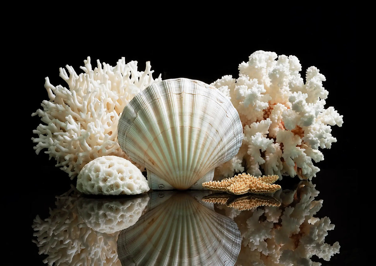 Coastal still life featuring white coral, a large shell, and a small starfish on a black reflective surface, highlighting contrast, texture, and sculptural form.
