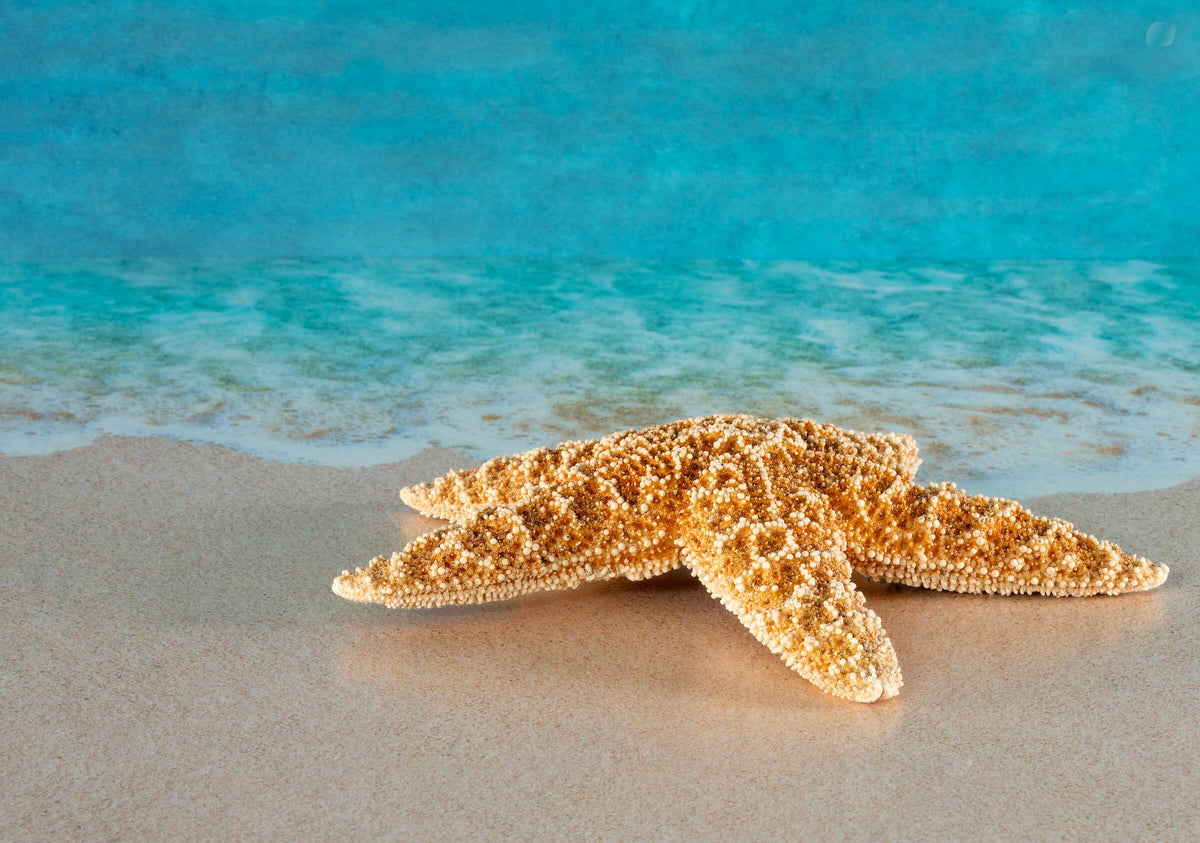 Starfish glass print inspired by coastal calm and ocean symbolism.