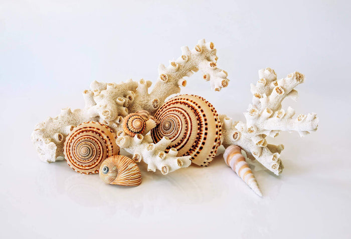 Sundial nautilus print showing natural spiral pattern inspired by ocean geometry.
