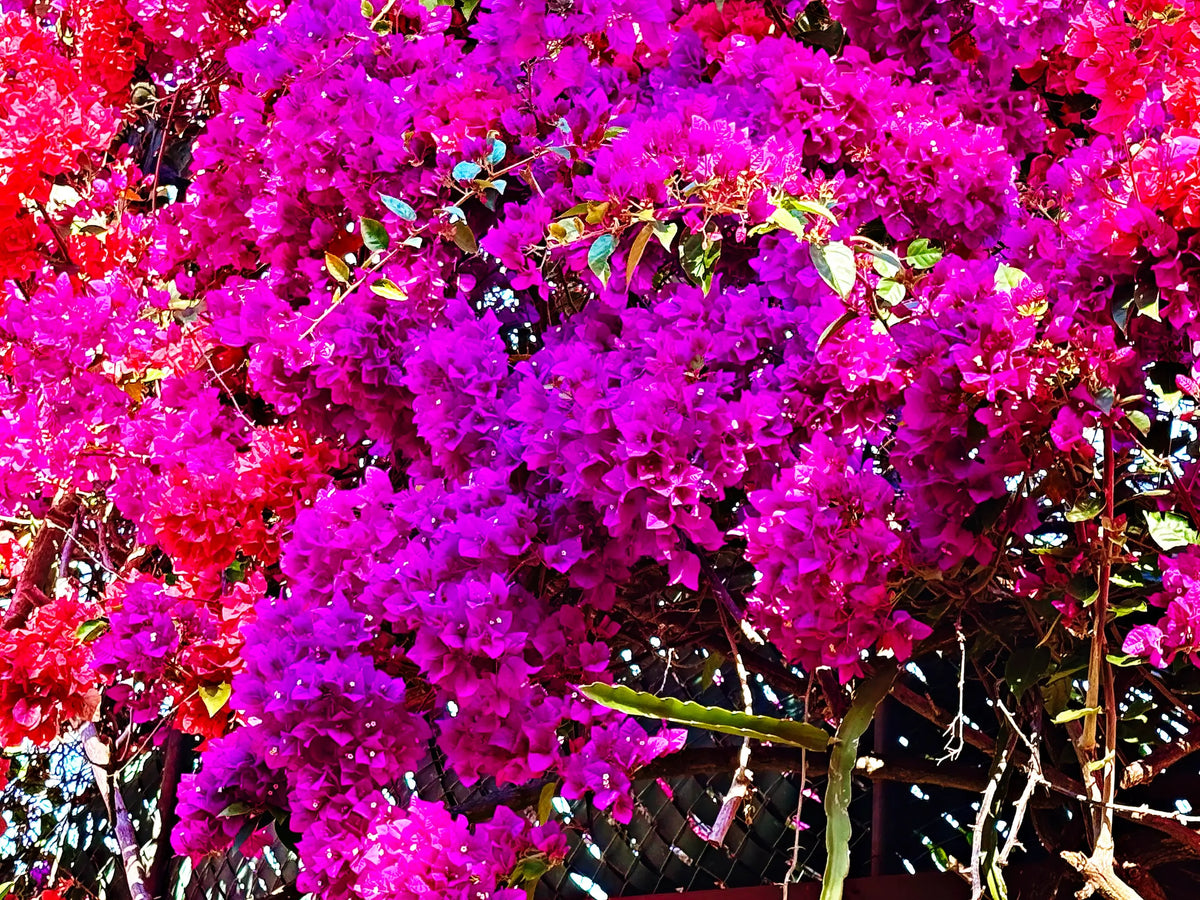 Vibrant bougainvillea blooms cascading at Sunken Gardens in St. Petersburg, Florida