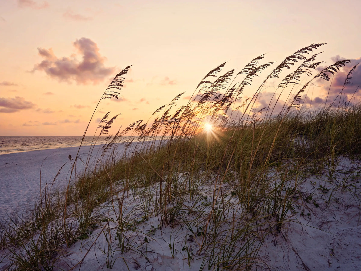 Sea oats bending in the ocean breeze at sunset, illustrating susurrus as the soft whispering sound of the coast.