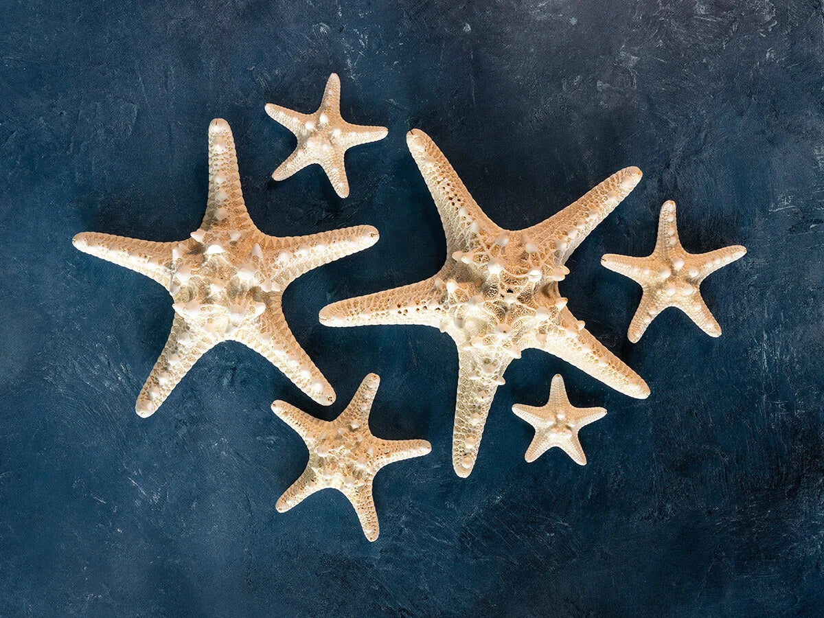 Knobby Starfish on a dark blue background, coastal home decor