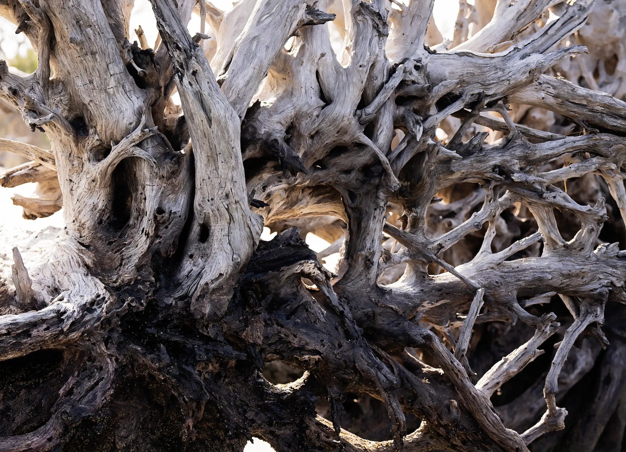 Sun-bleached driftwood root system from Jekyll Island, perfect for coastal texture wall art and nature-inspired decor.