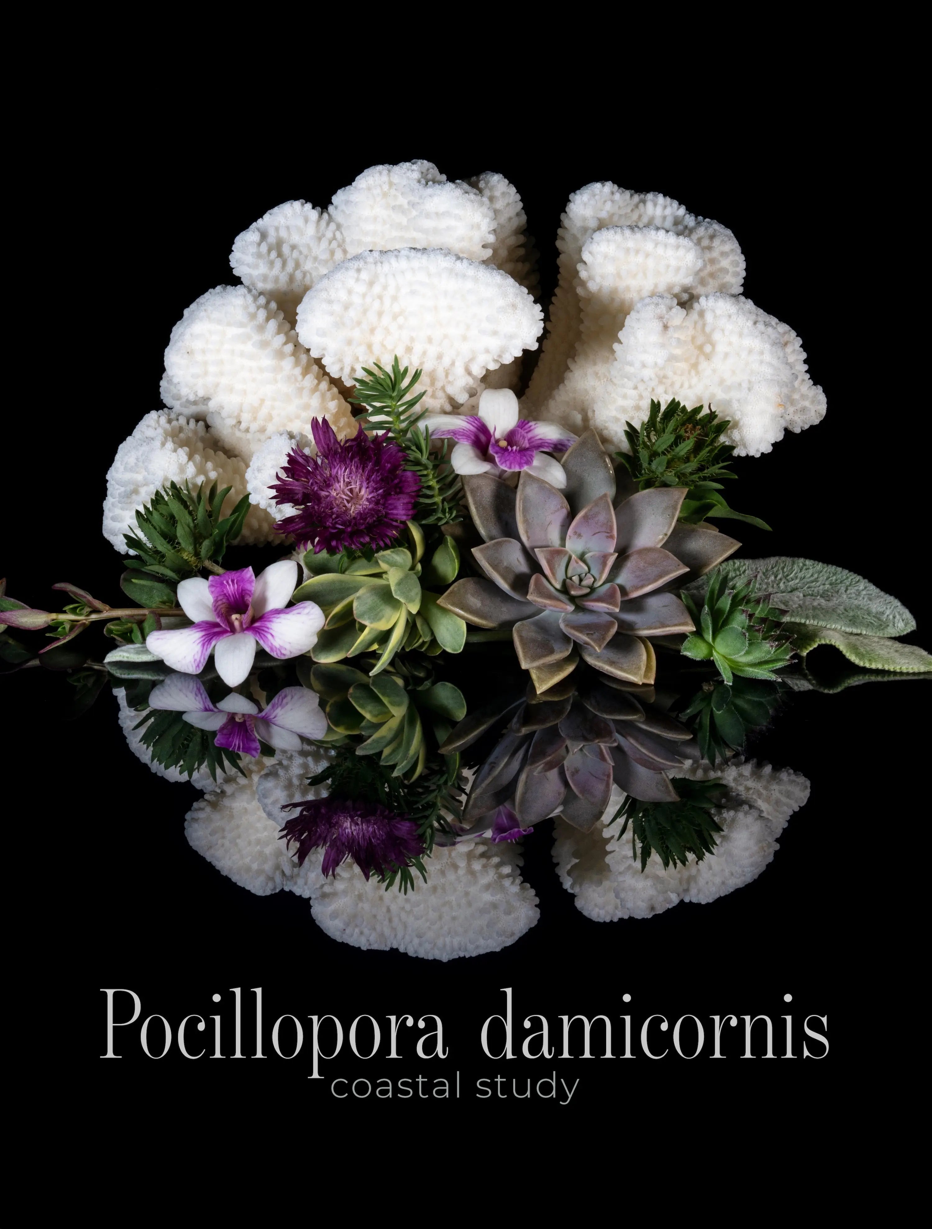 Cauliflower coral wall art with succulent arrangement on black background, coastal botanical glass print