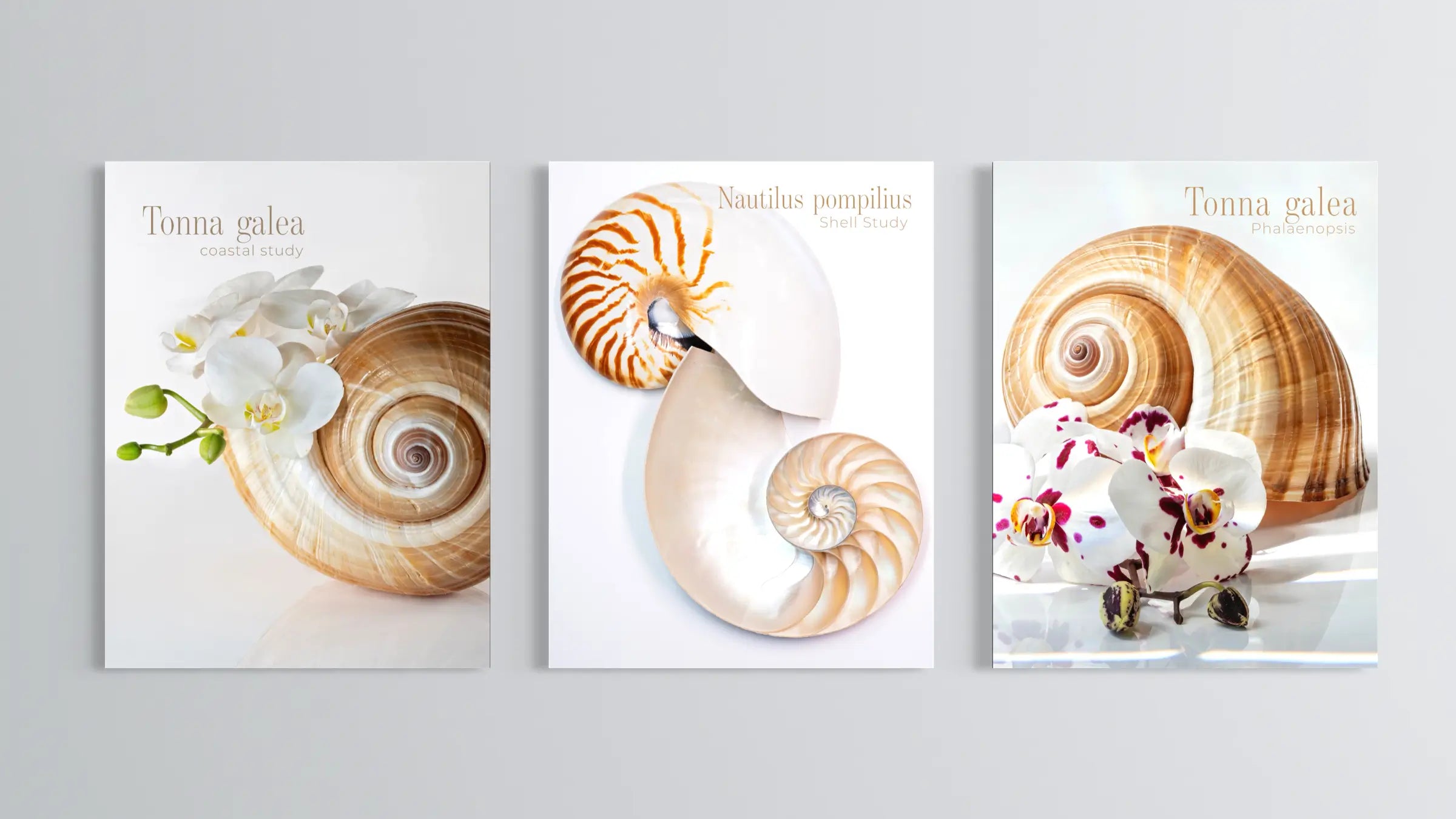The Coastal Study Collection — White Botanical Shell Set