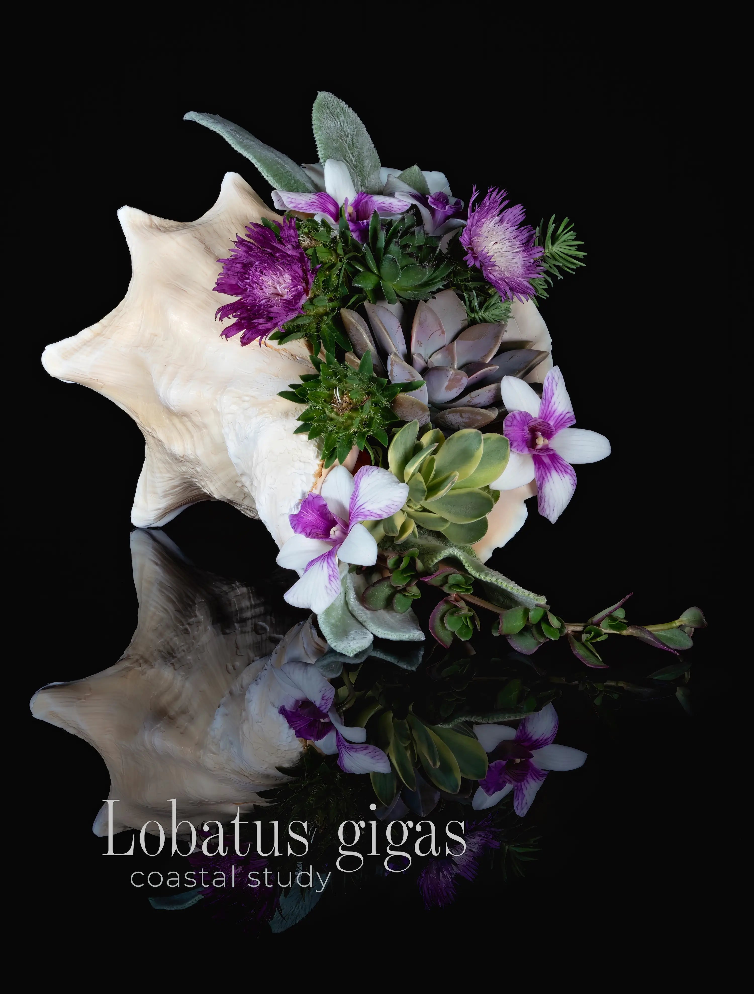 Conch Shell — Succulent Arrangement