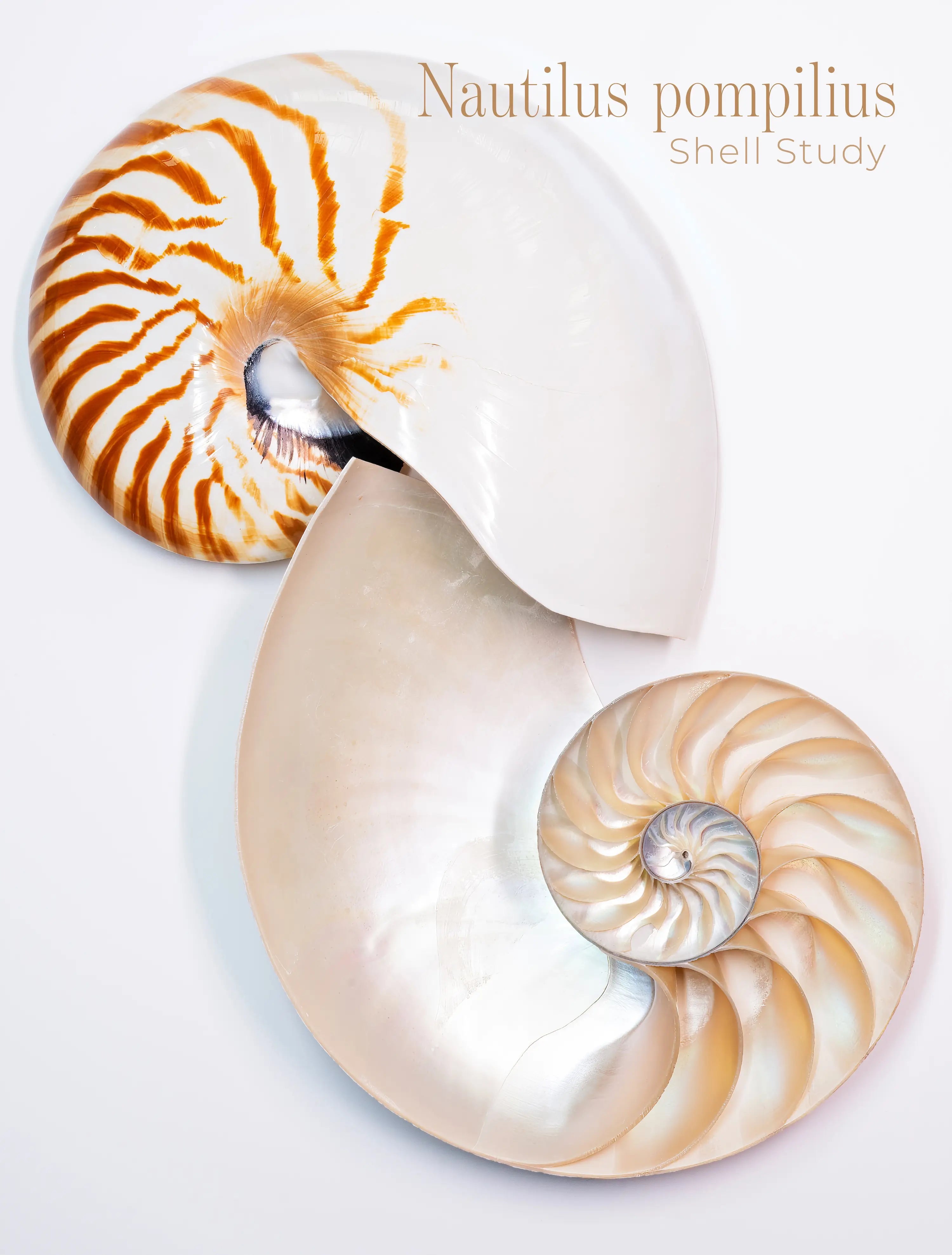 Nautilus shell dual-view study showing exterior shell and interior spiral on high-clarity glass wall art