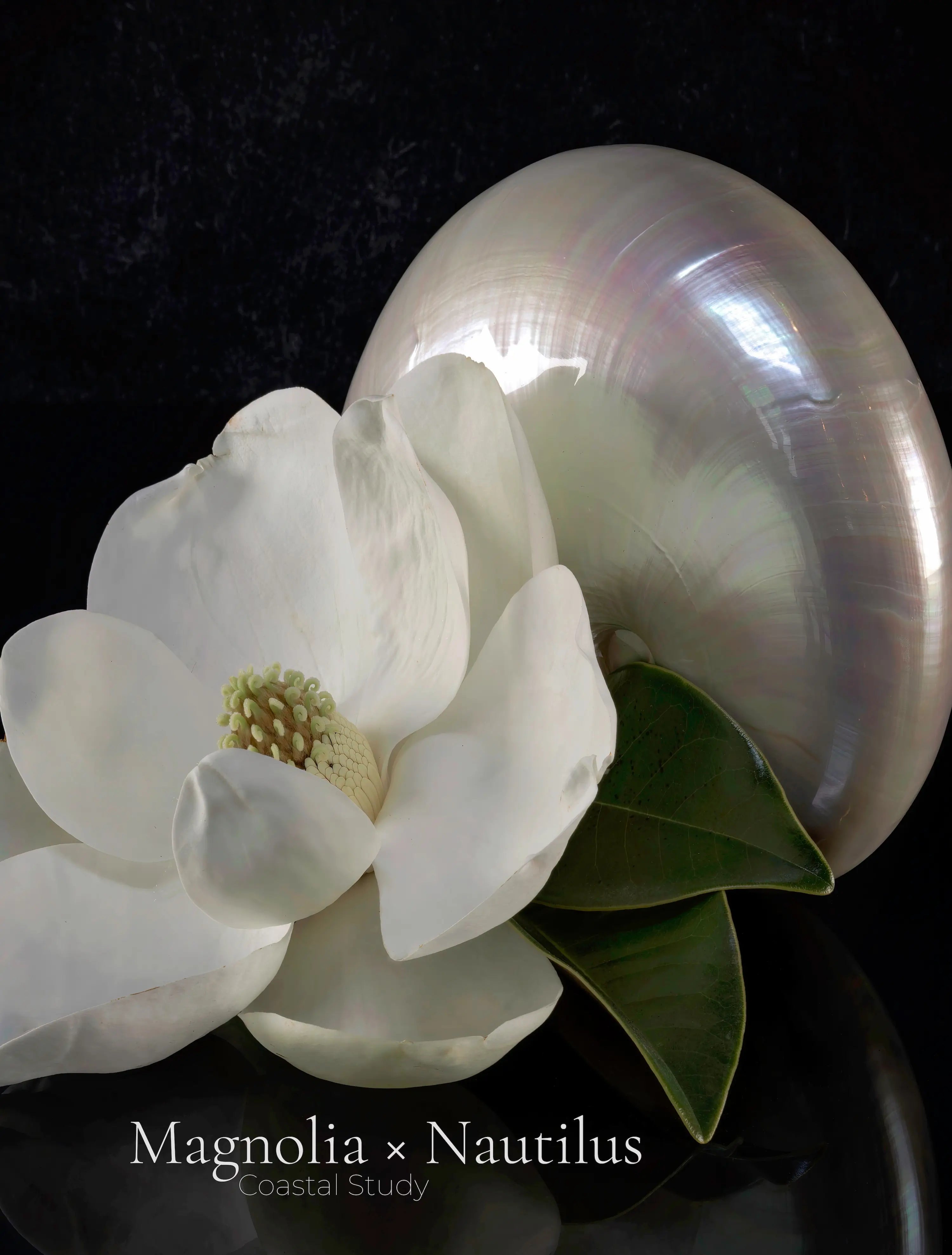 Magnolia flower and nautilus shell wall art on black background, coastal botanical glass print