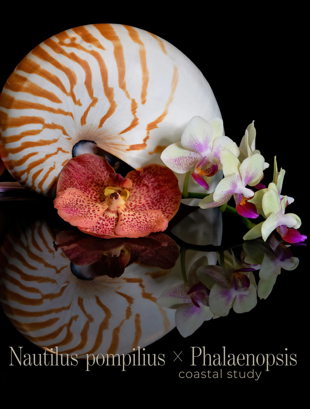 Nautilus Shell Wall Art (Four Forms) | Coastal Glass Print