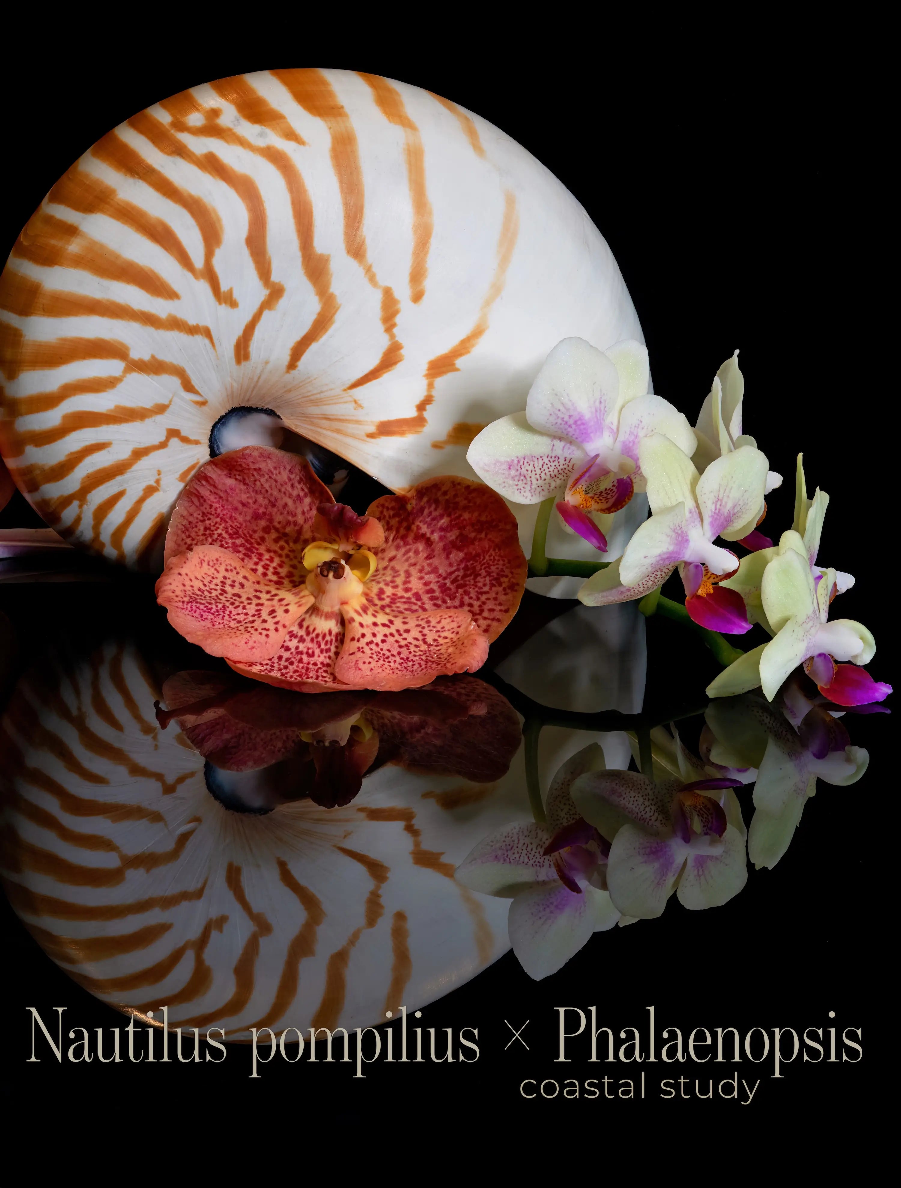 Nautilus shell wall art featuring a spotted orchid on a black background, printed on glass with reflective surface