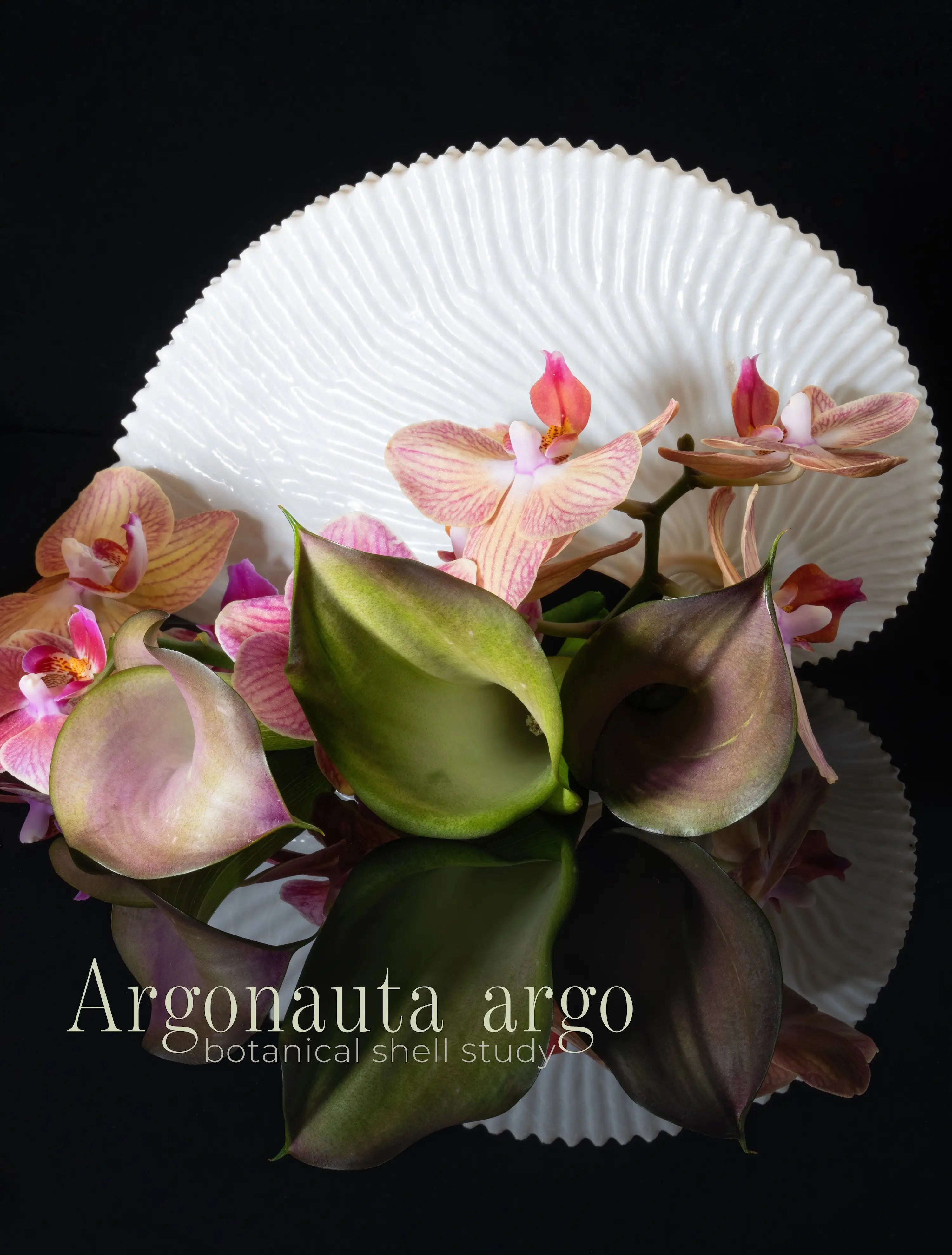 Echoes' glass poster featuring orchids, lilies and a paper nautilus on a black background, featuring the scientific name 'Argonauta argo'.