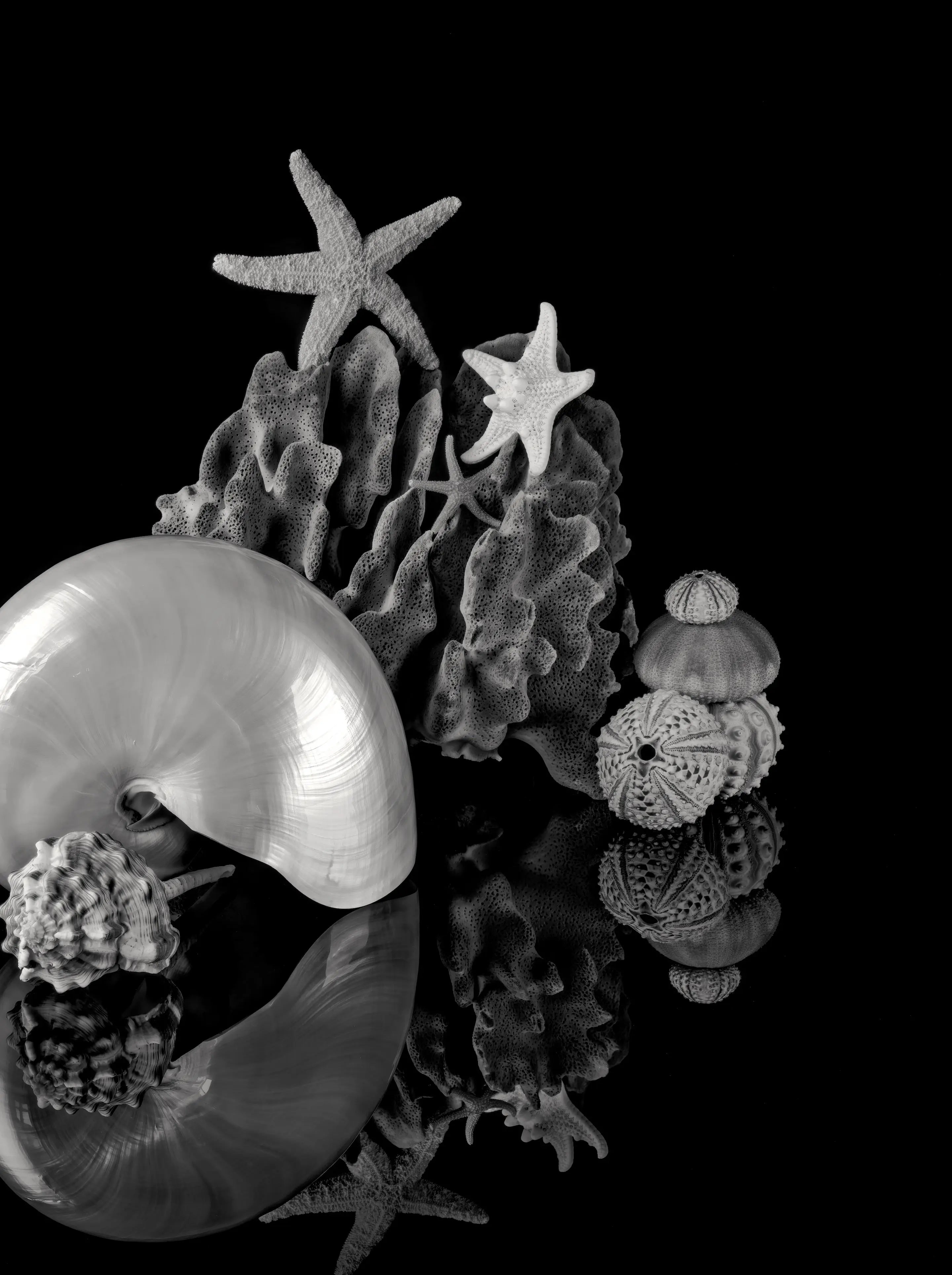 Black-and-white pearl nautilus wall art panel with starfish, coral, sea urchins, and mirrored reflections.