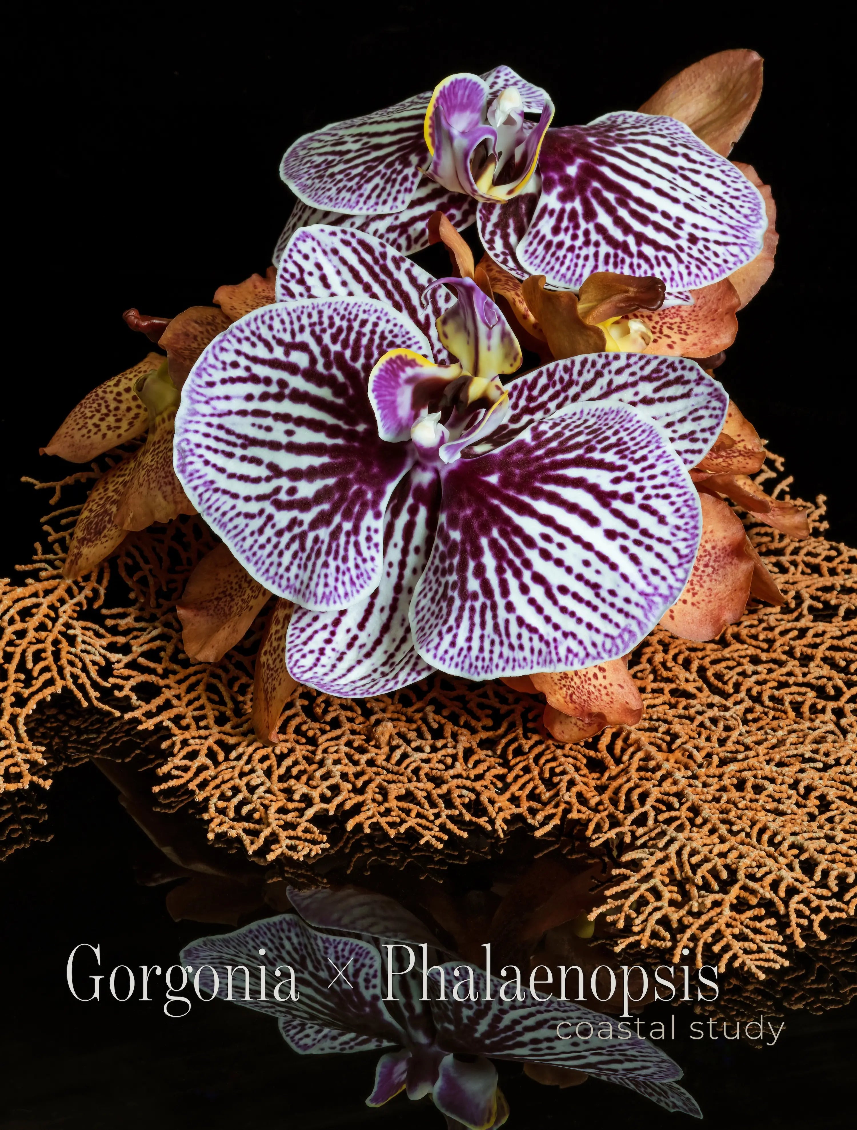 Sea fan coral and purple orchid wall art on glass with detailed texture and reflection on black background
