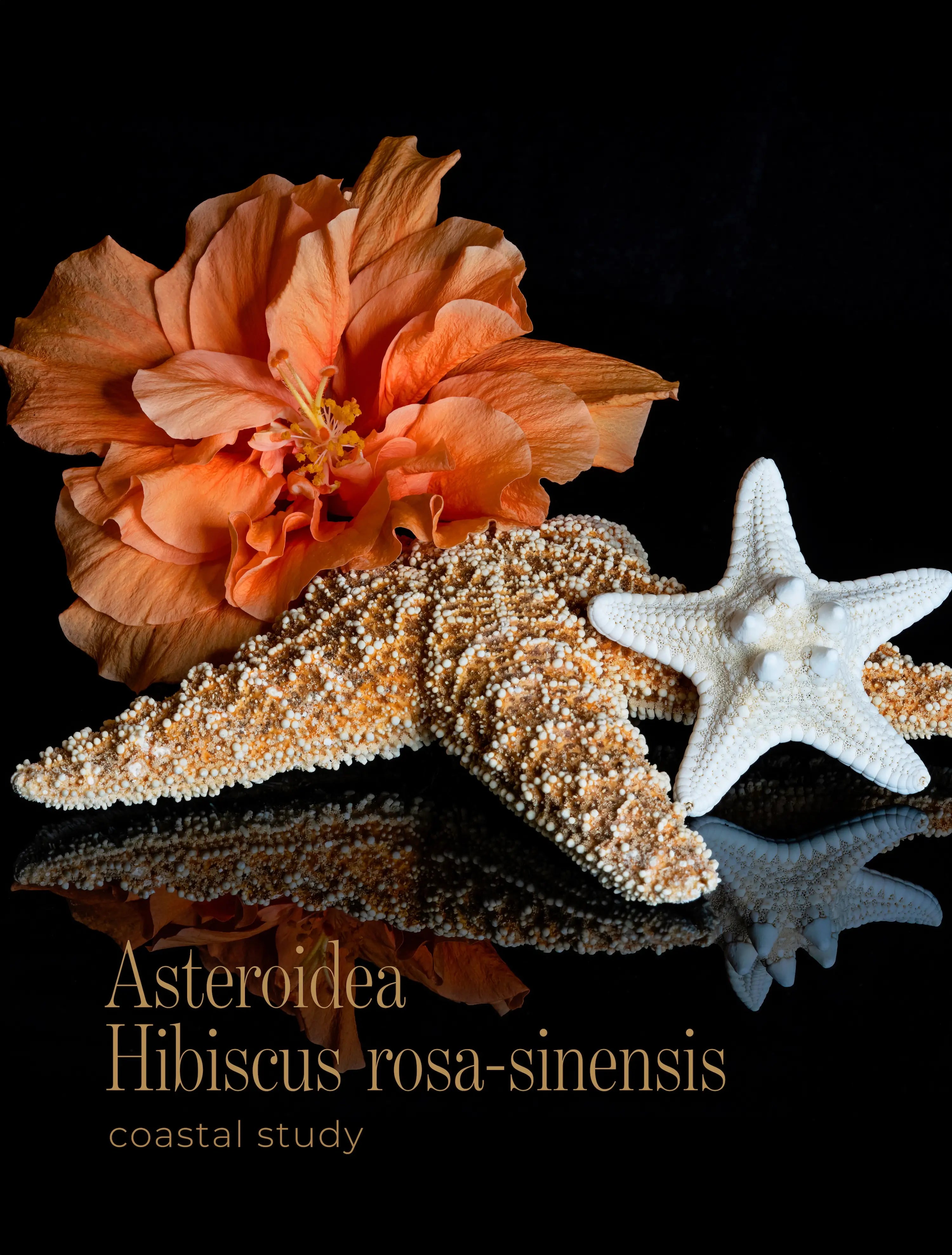Starfish and orange hibiscus wall art on glass with detailed texture and reflection on black background