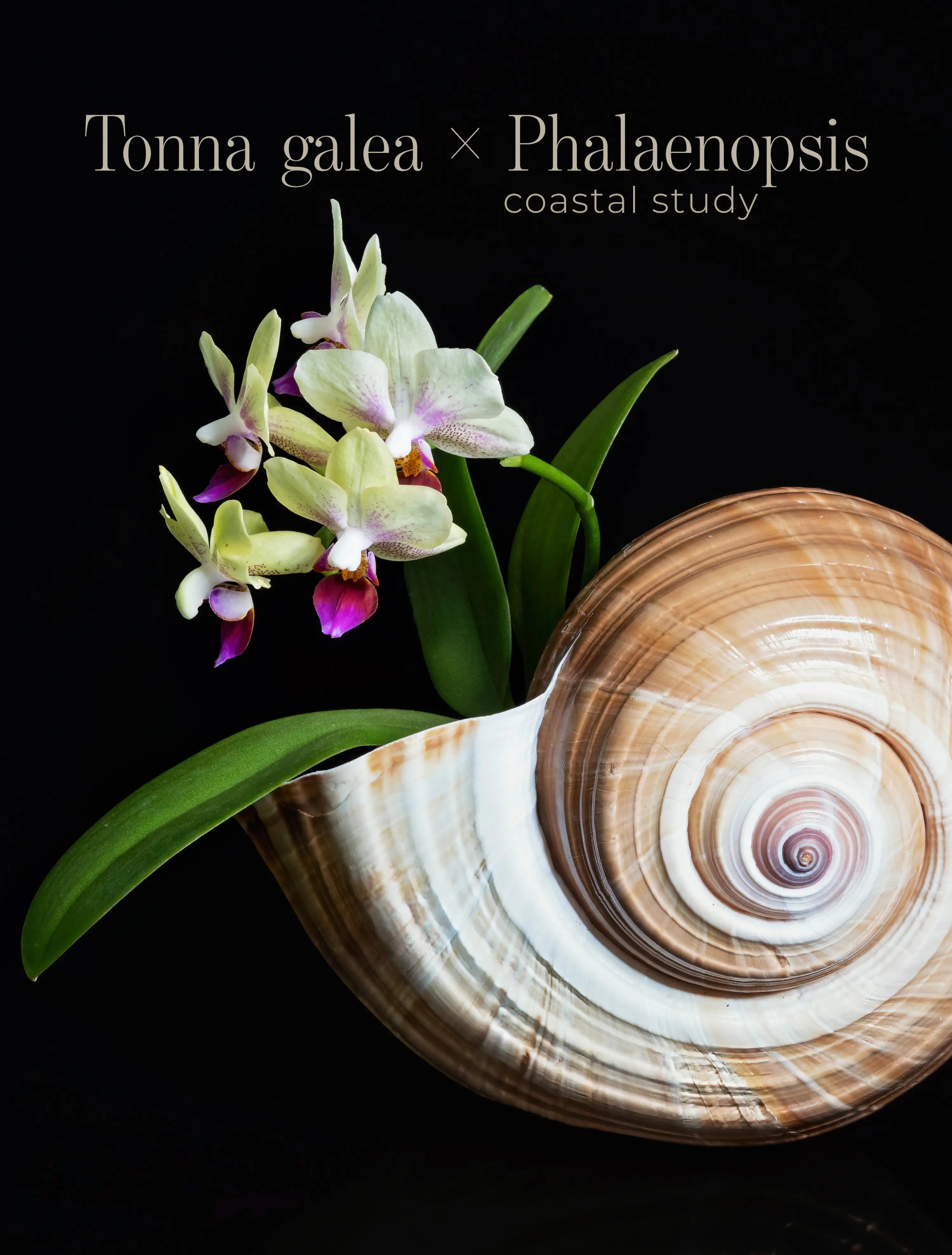 Tonna shell wall art with green orchid on black background printed on high-clarity glass