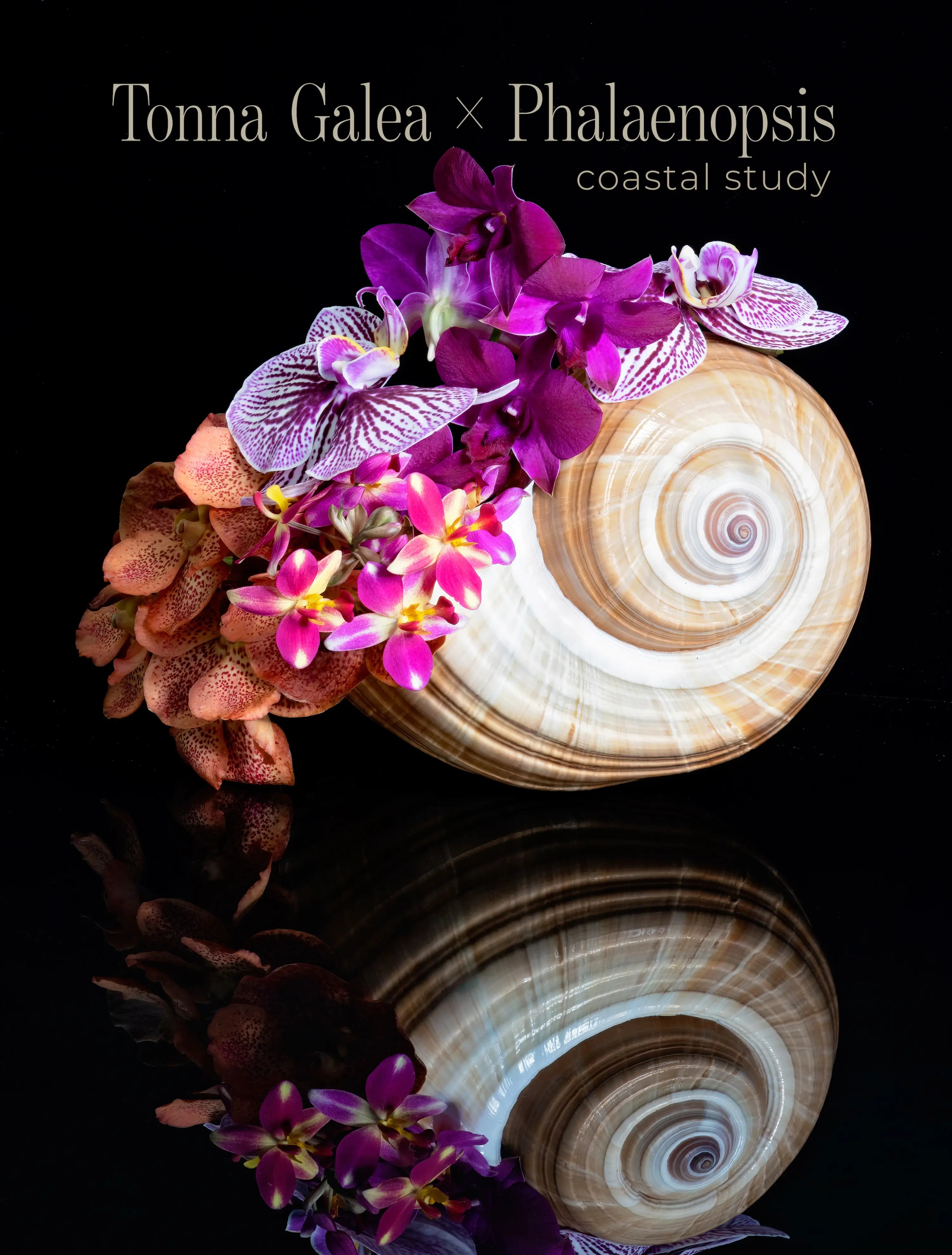 Tonna Shell — Purple Orchid Cluster