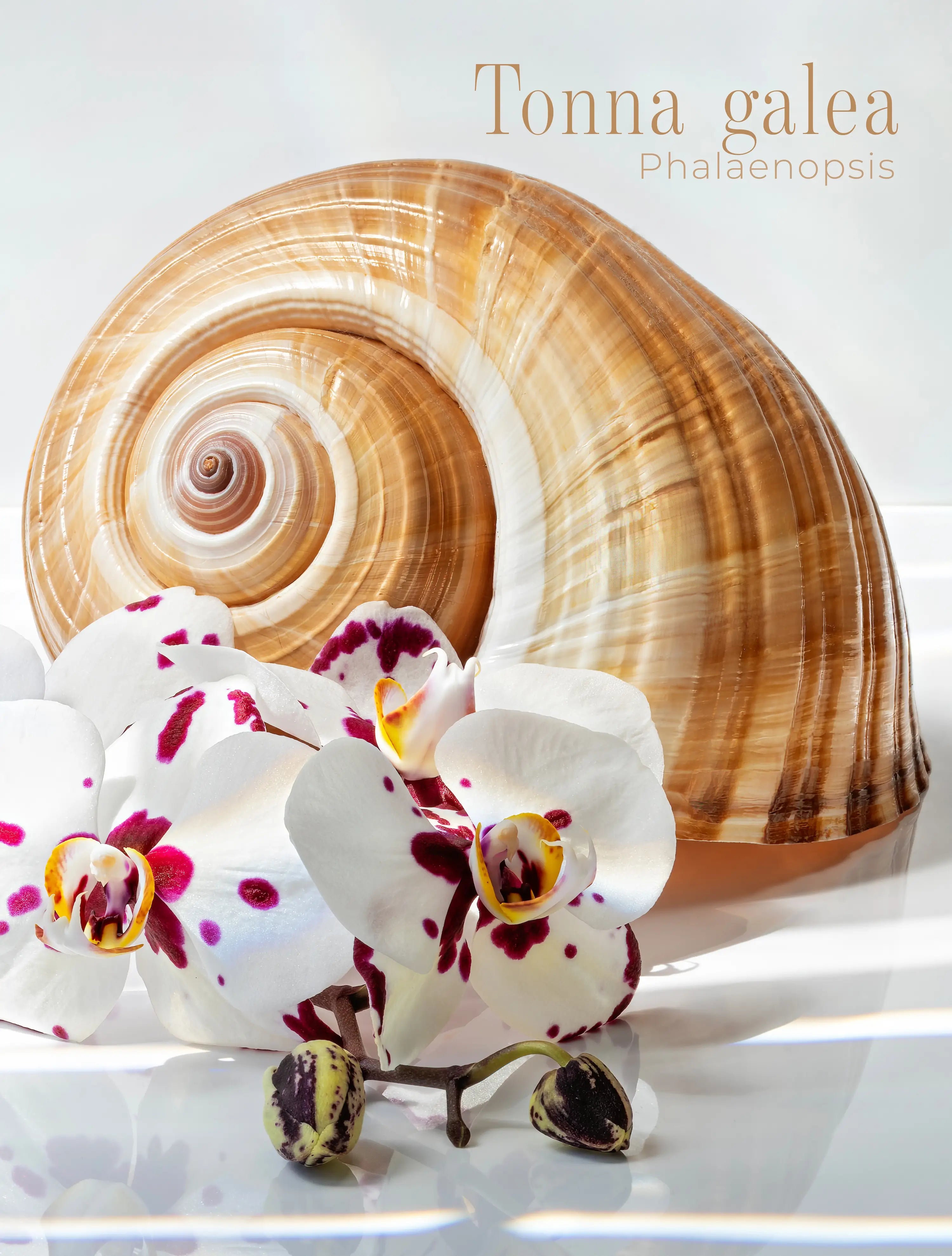 Tonna shell with white spotted orchid on high-clarity glass wall art with soft neutral background