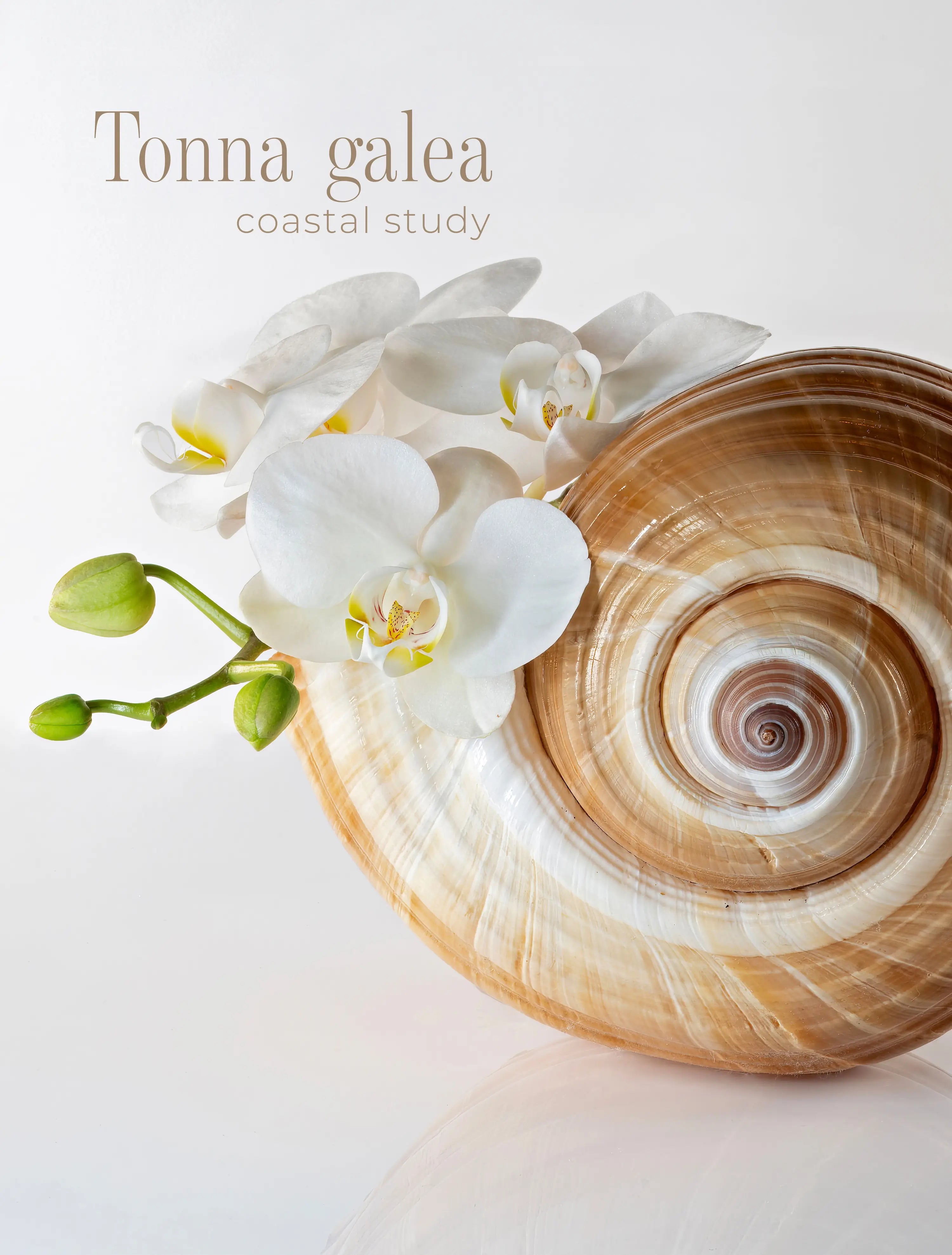 Tonna galea shell with white orchid on a clean white background, coastal study glass wall art with minimalist scientific styling.