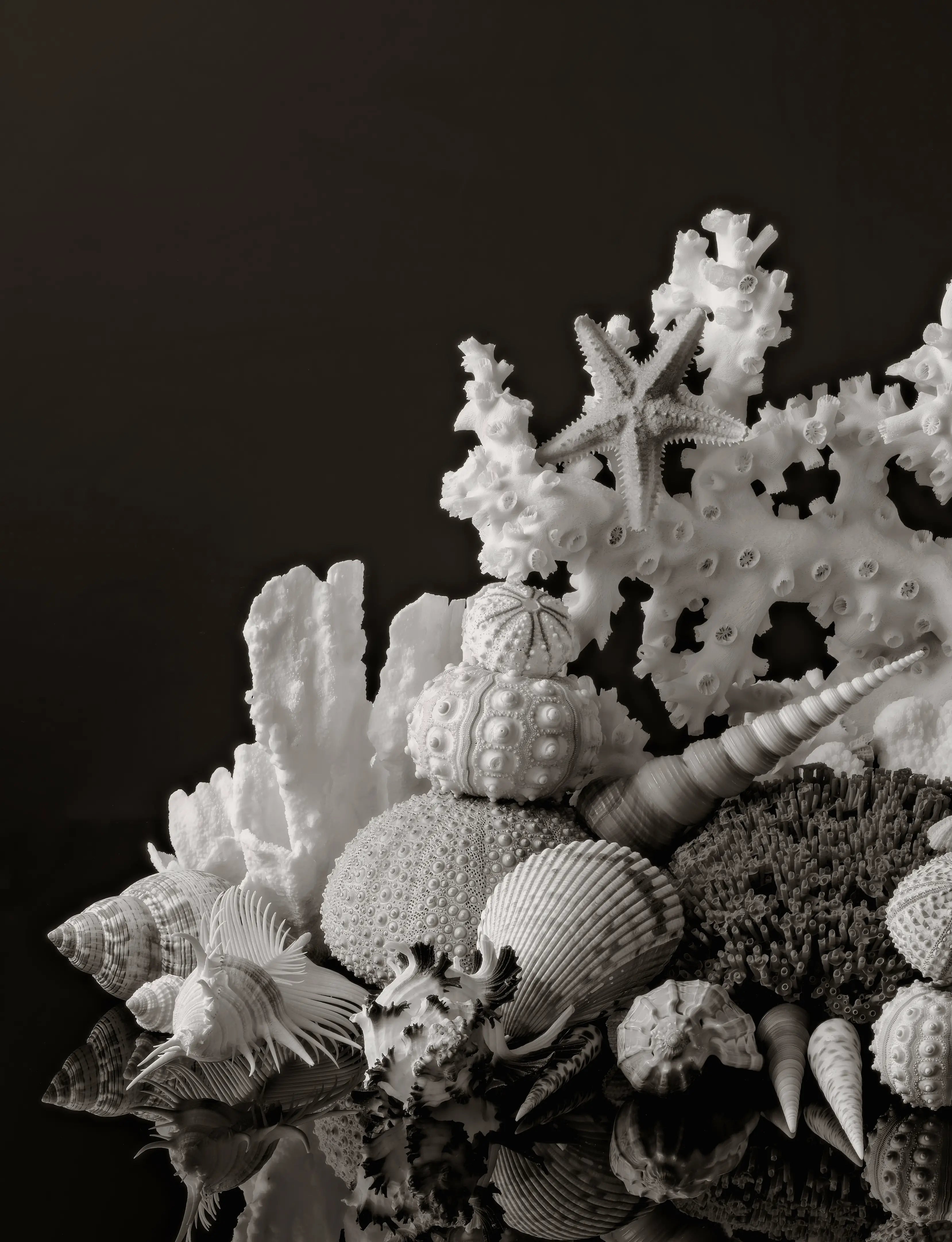 Black and white coastal glass art panel with branching coral, sea urchins, starfish, and sculptural shells.