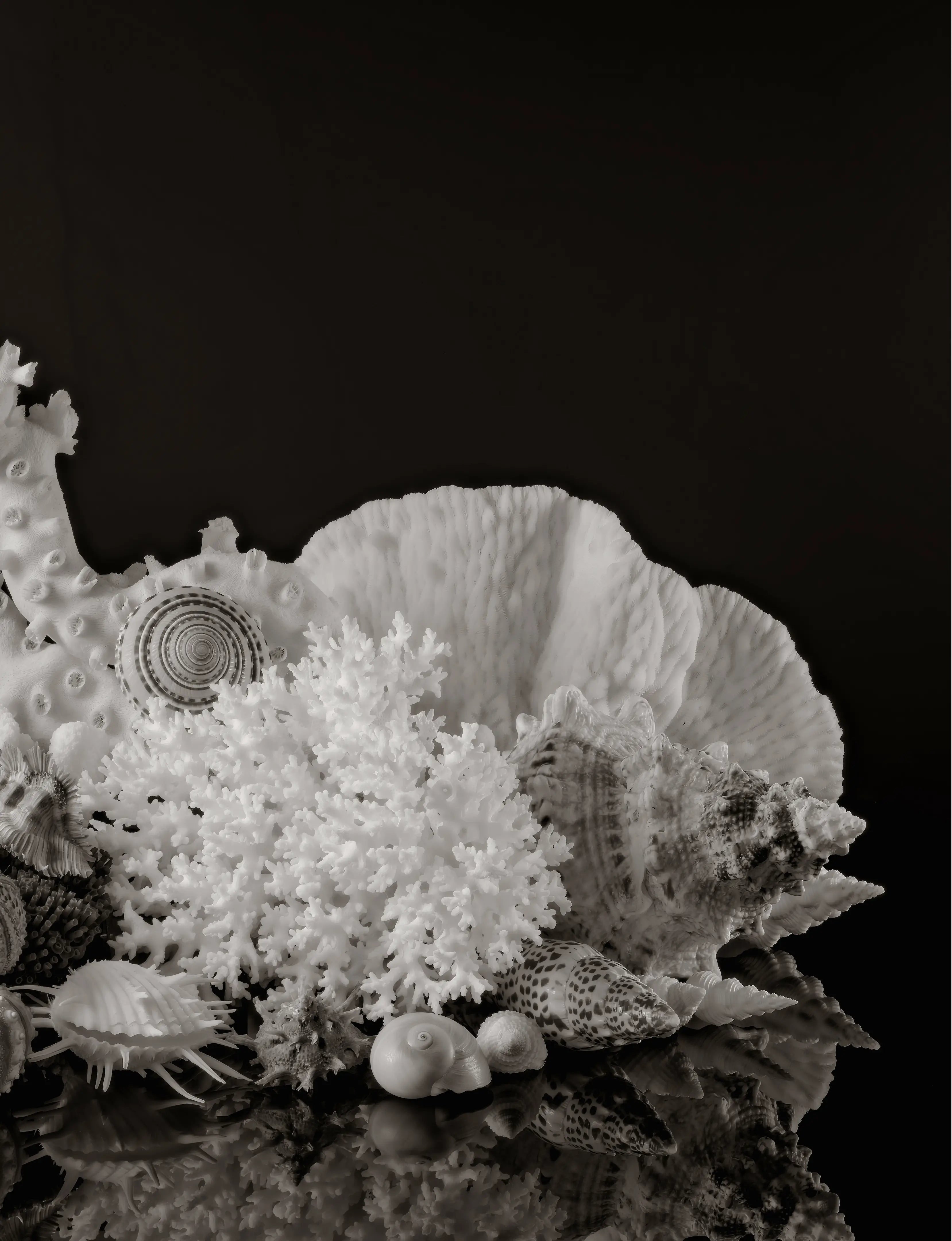 Black and white coastal glass art panel with white coral, seashells, sea urchins, and reflected marine forms.