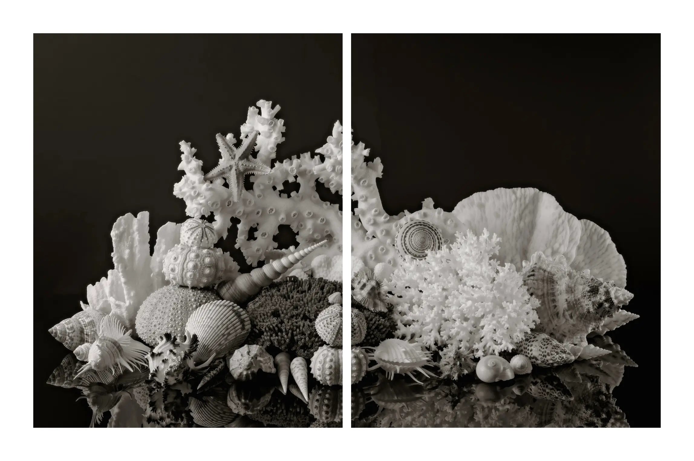 Black and white coral diptych glass wall art featuring sea urchins, starfish, shells, and branching coral across two panels.