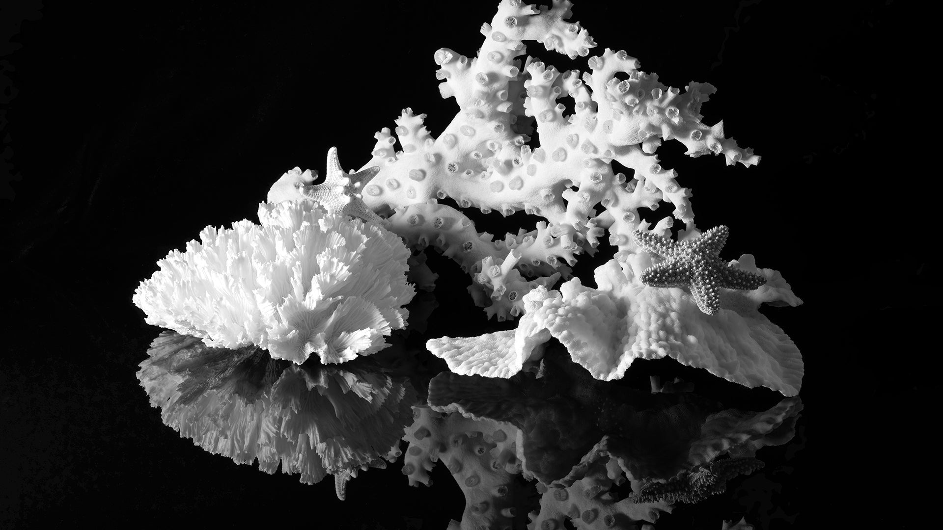 Black and white coral with a starfish on a reflective surface