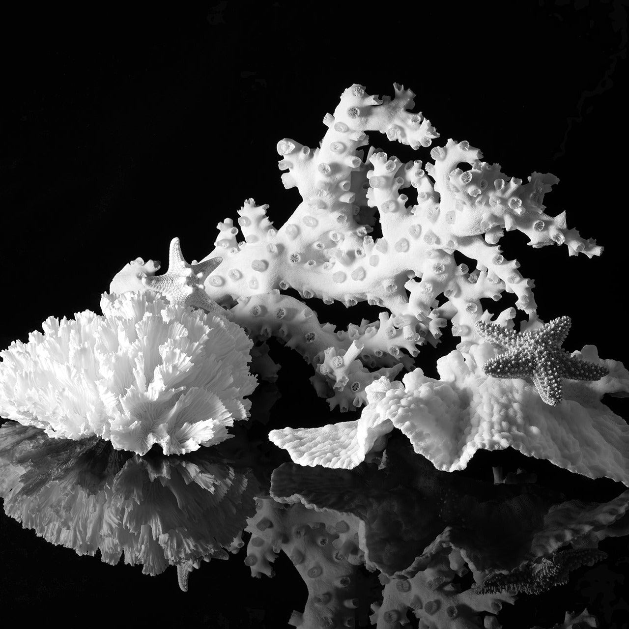 Black and white coral and starfish on a reflective surface with a dark background