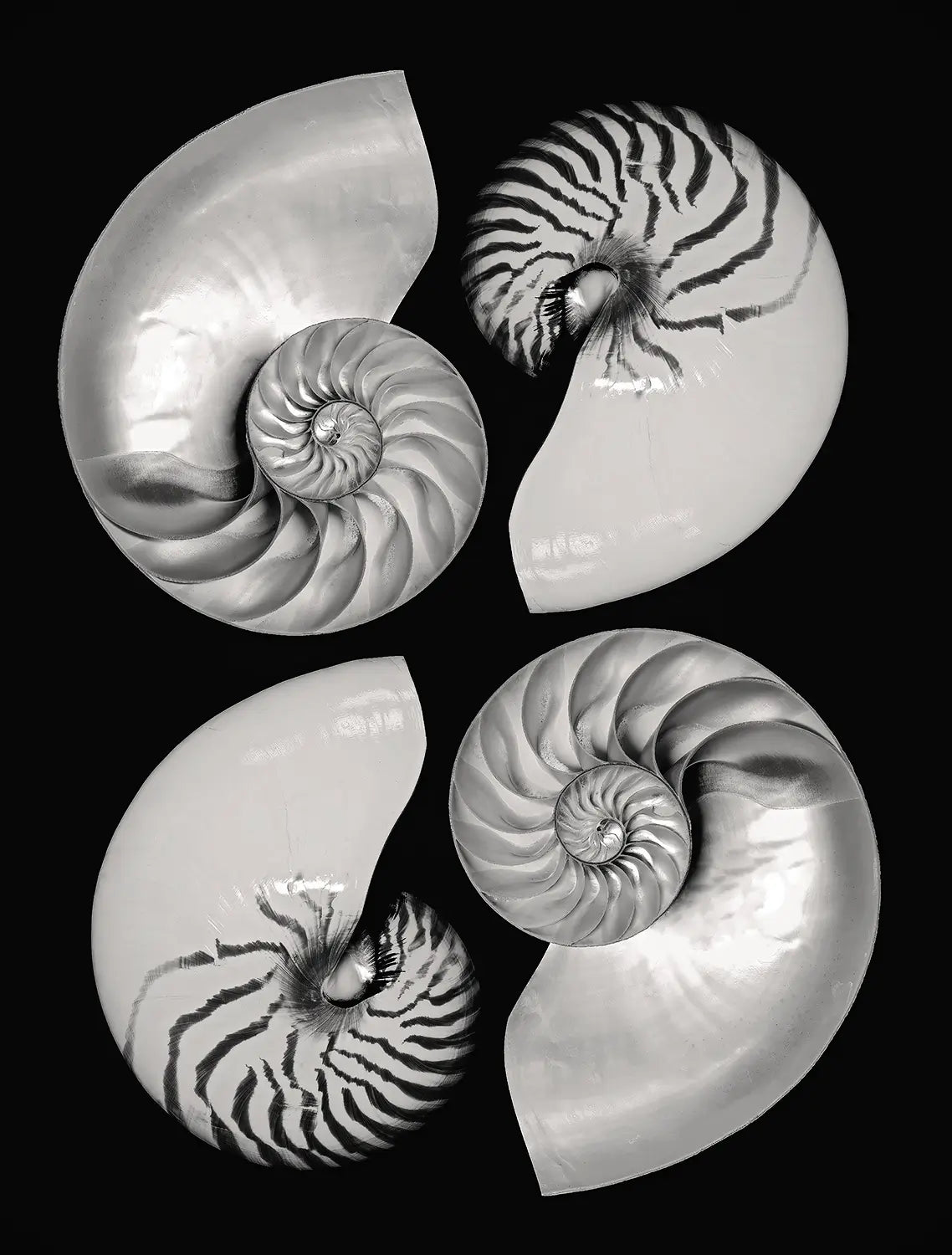 Black-and-white nautilus shell artwork featuring four spiral shell studies arranged vertically against a deep black background.