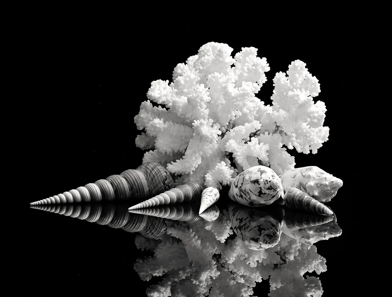 Black and white coastal glass print featuring white coral and spiral seashells reflected against a deep black background.