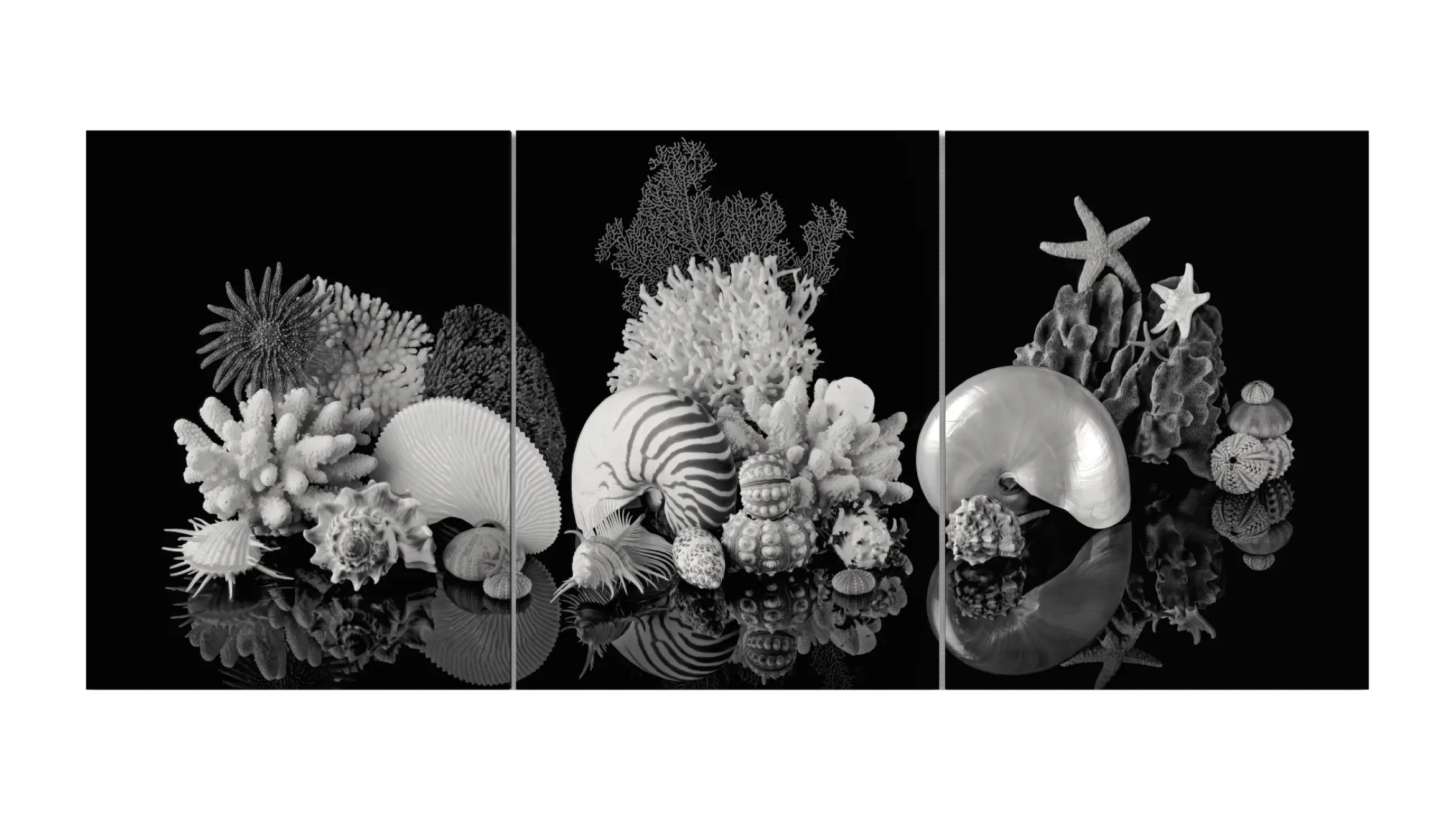 Black-and-white nautilus shell triptych featuring coral, starfish, sea urchins, sea fans, and reflected shells across three glass panels.