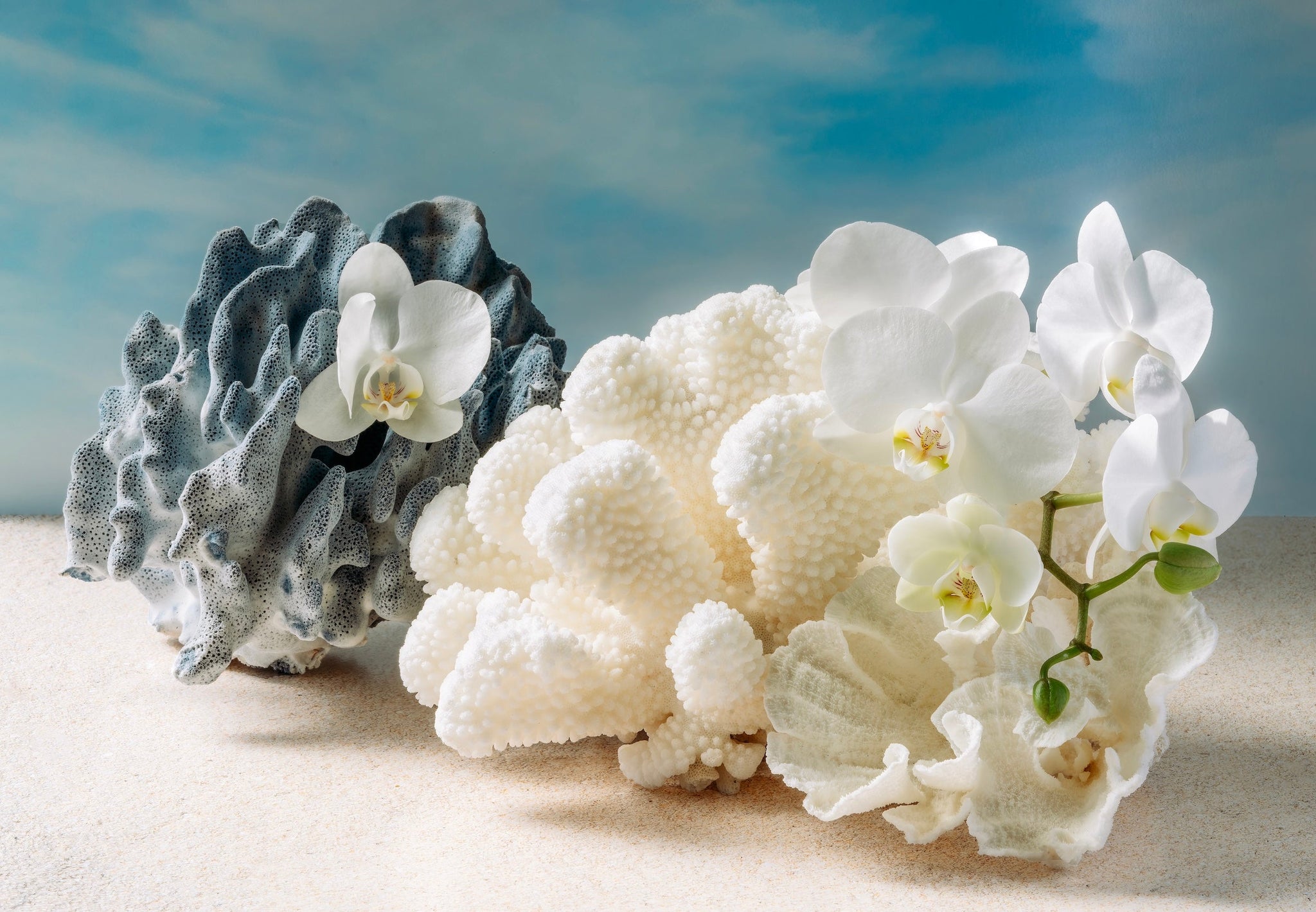 Blue Cauliflower & Lettuce Coral Glass Print - Tropical Art - Shell Prints