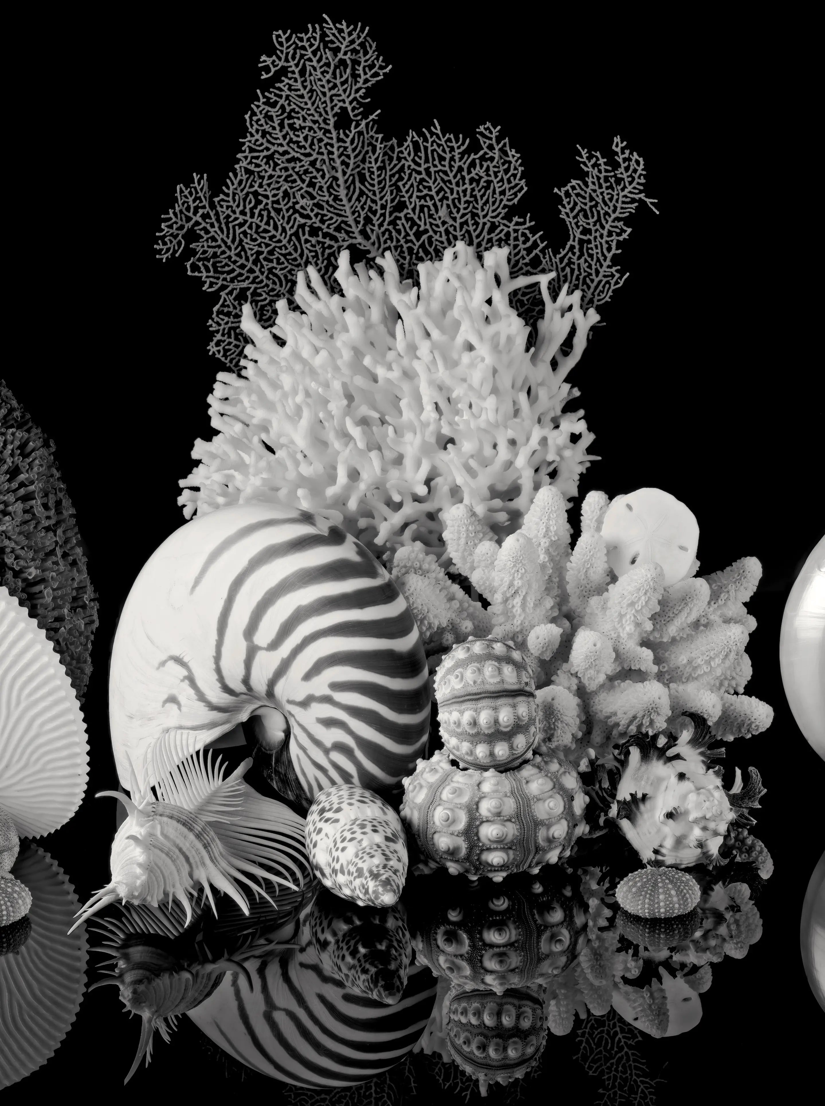 Black-and-white chambered nautilus panel with coral, sea fans, sea urchins, and decorative shells.