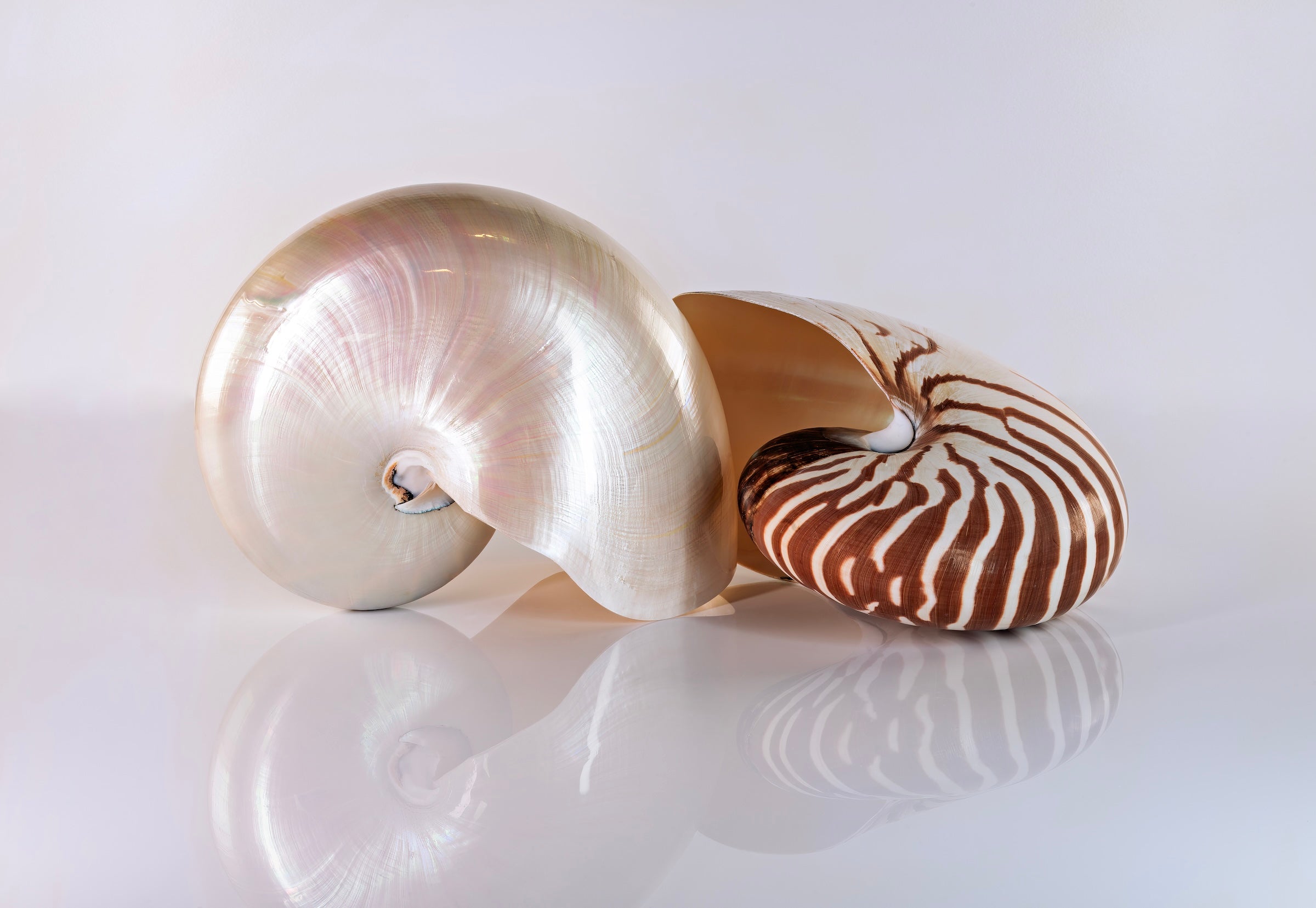 Glass print of two chambered nautilus shells on a reflective surface: one revealing pearlescent interior and one the striped exterior