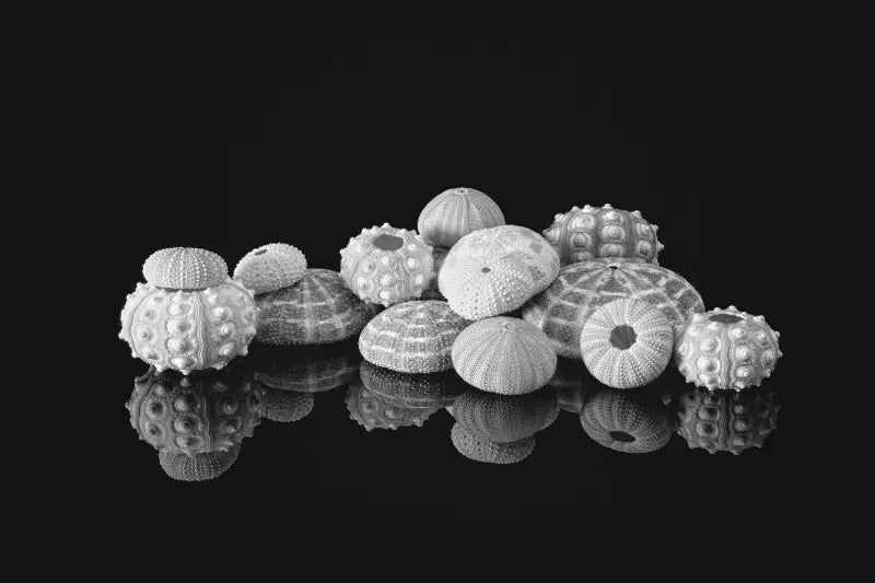 Monochrome sea urchins on reflective black background, coastal glass print for nautical decor.